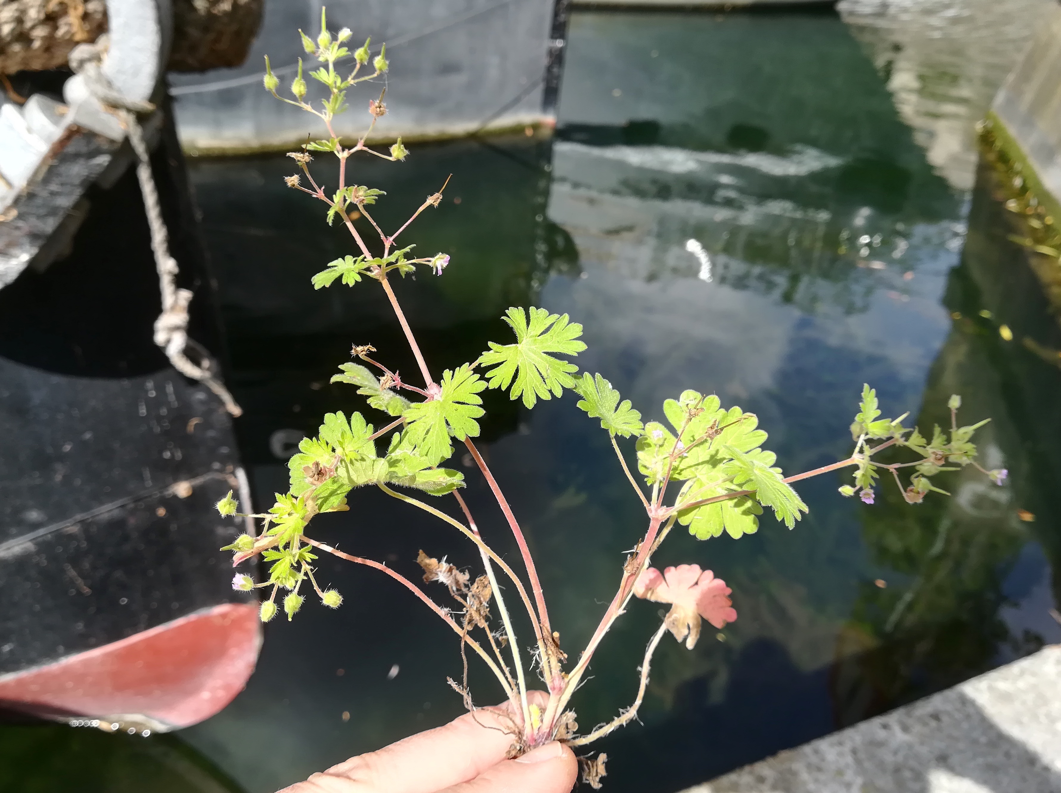 geranium pusillum canal saint martin_20220524_111706.jpg