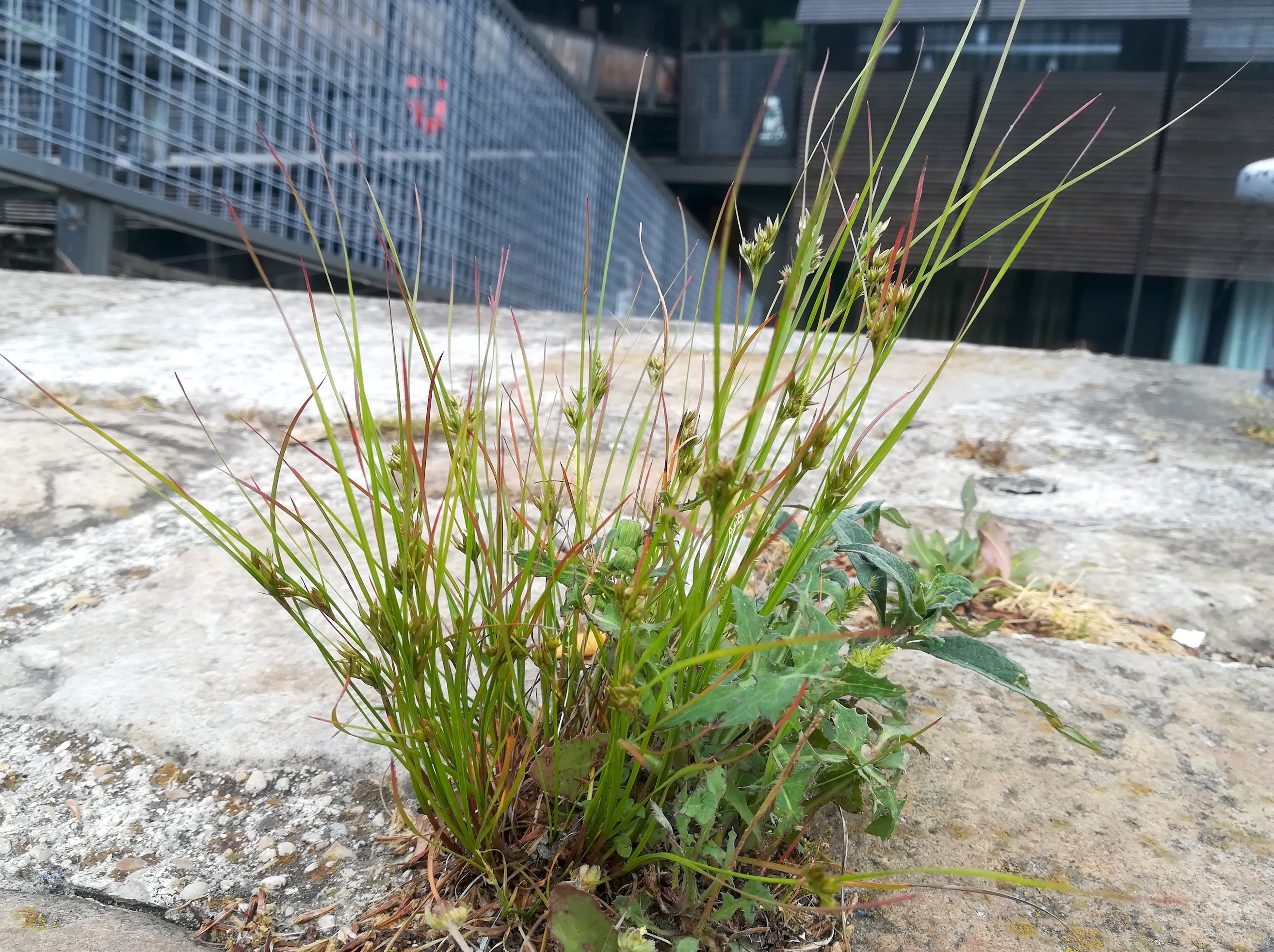 juncus cf. tenuis bei pont charles de gaulle_20220524_122535.jpg