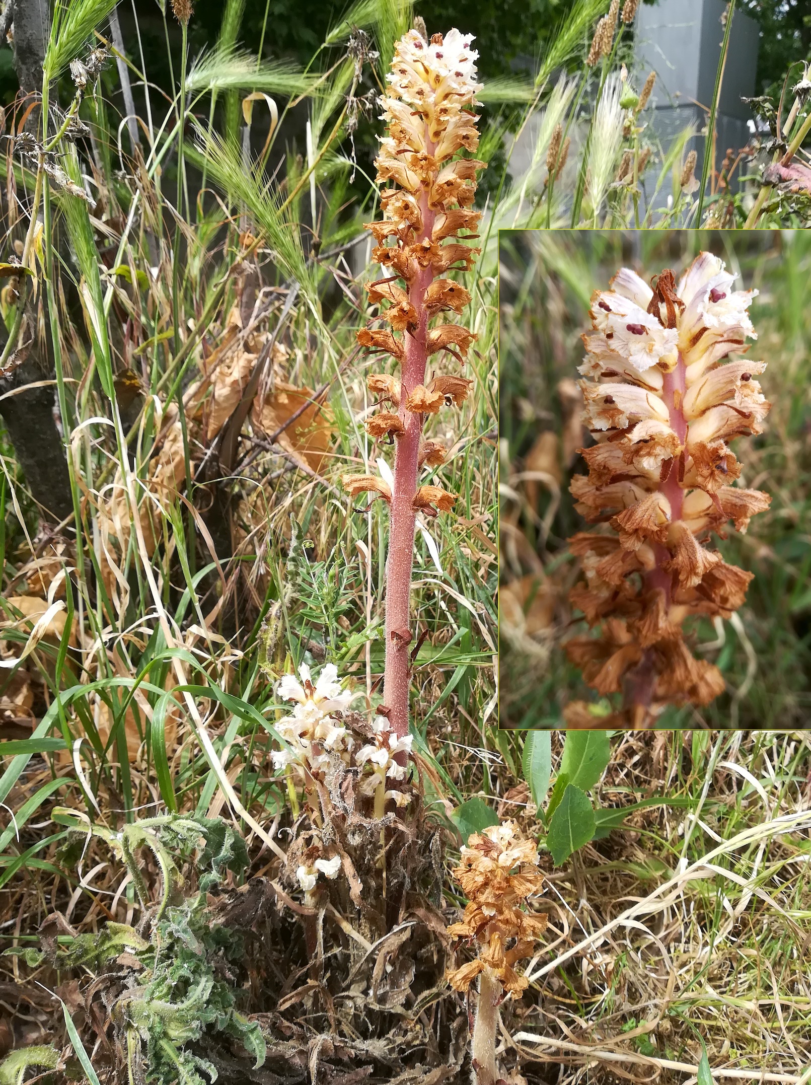 orobanche cf. picridis bei pont charles de gaulle_20220524_125535.jpg