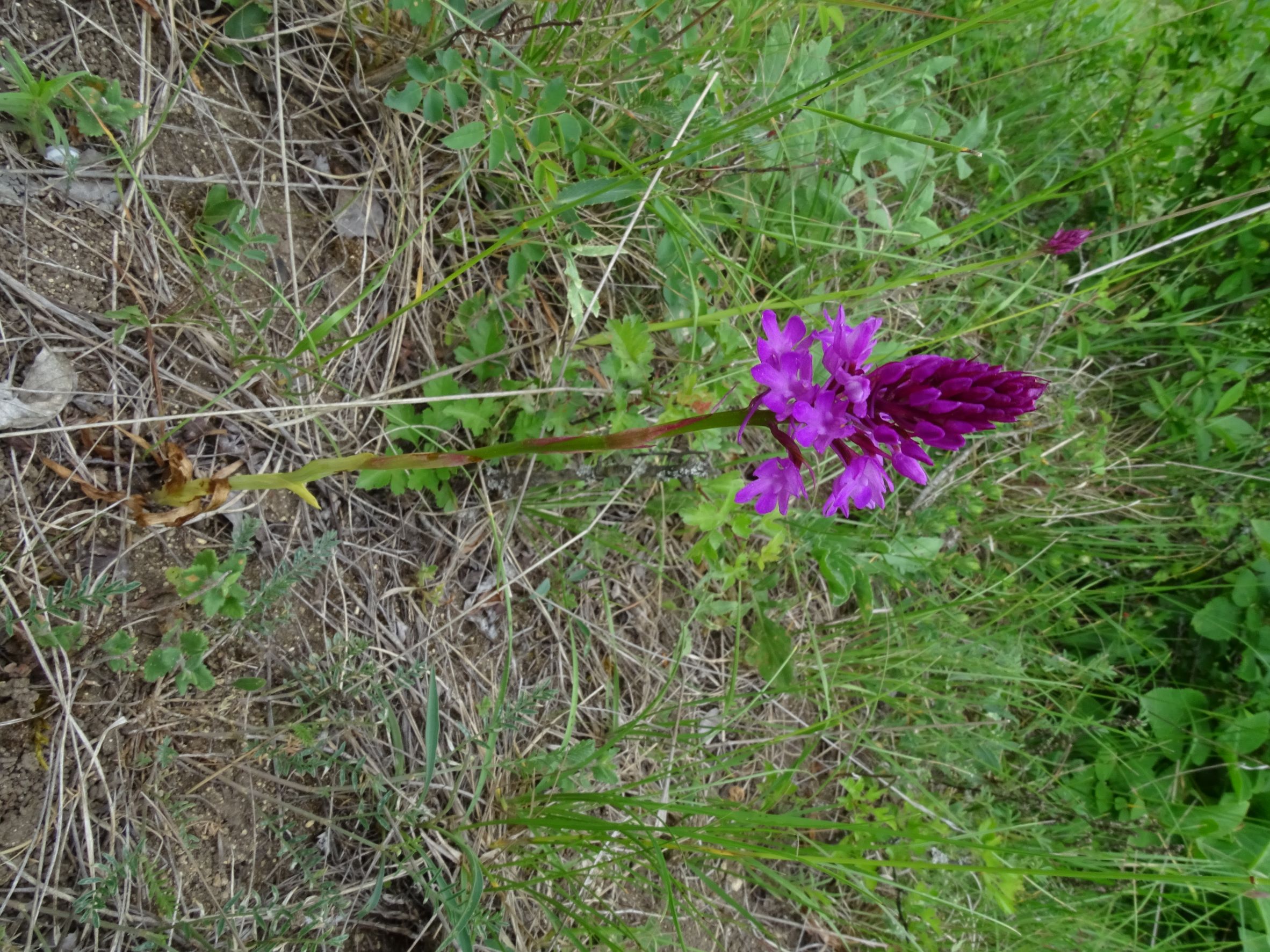 DSC07797 anacamptis pyramidalis, leithagebirge, 2022-05-25.JPG