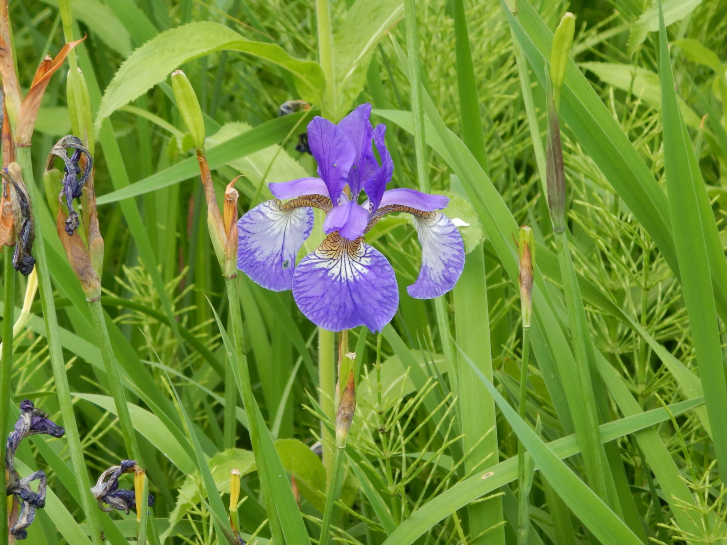 DSCN6461 iris sanguinea x sibirica, fertil, garten prellenkirchen, 2022-05-23.JPG