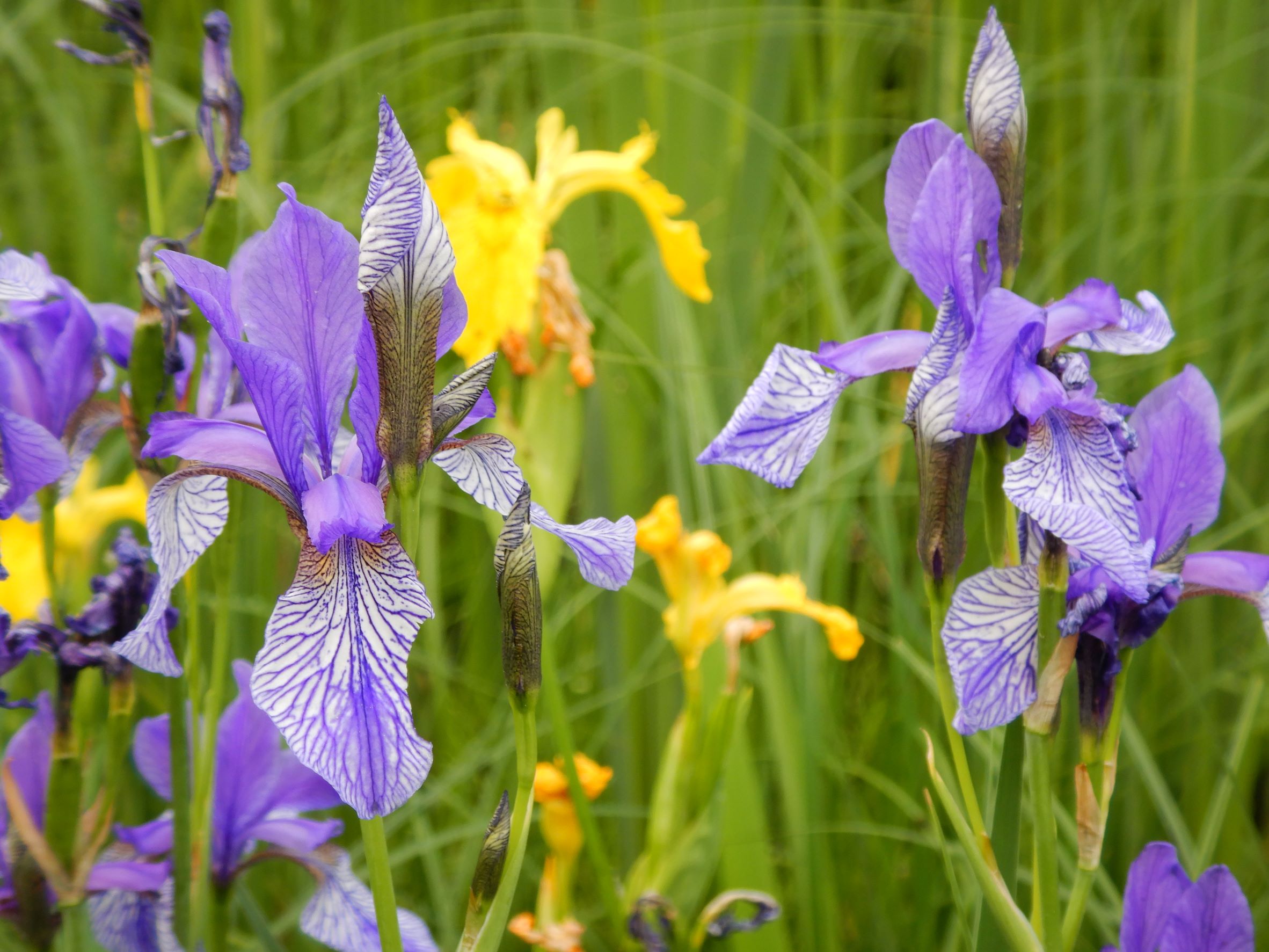 DSCN6462 iris sibirica, garten prellenkirchen, 2022-05-23.JPG