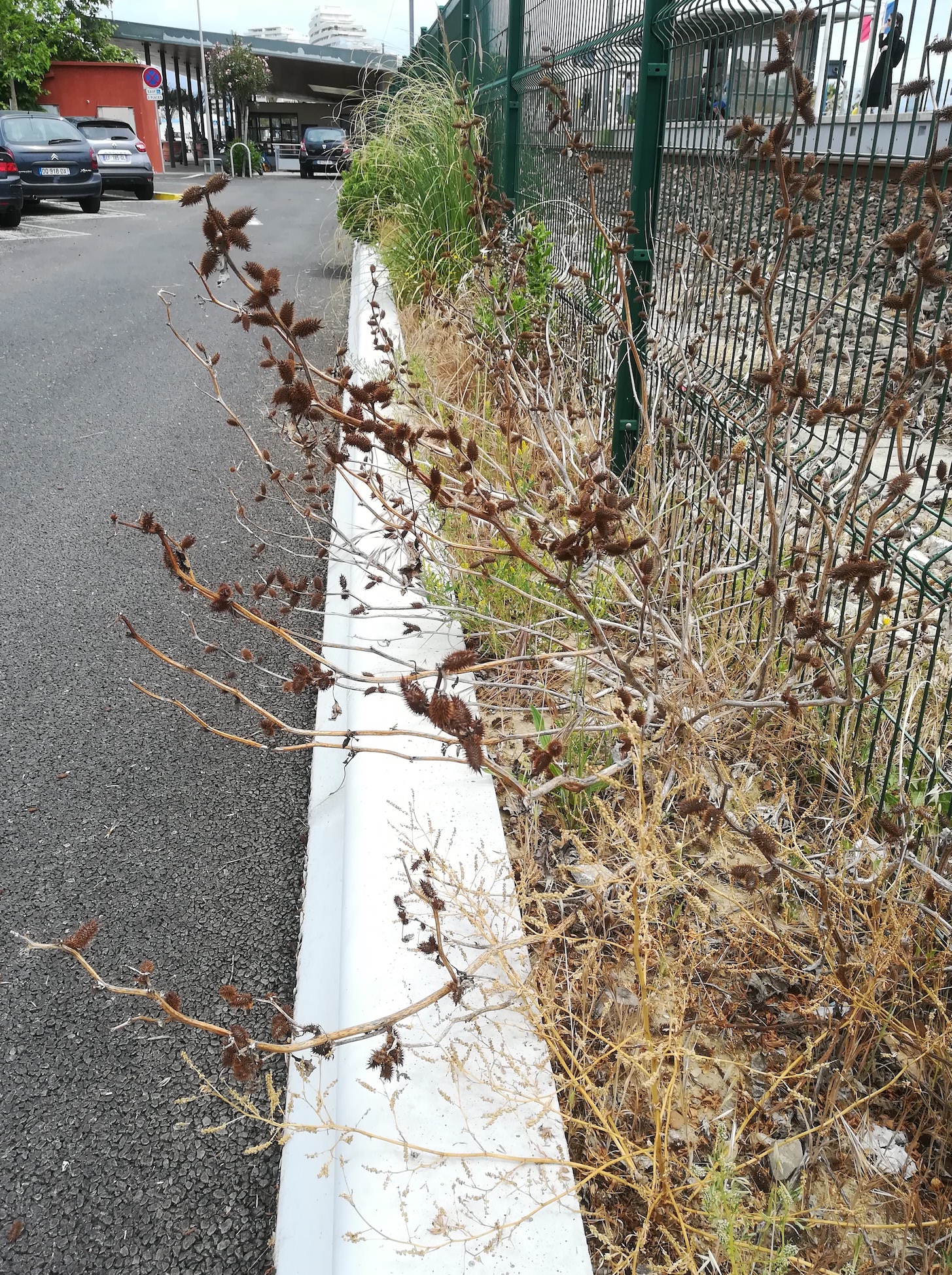 xanthium sp. villeneuve-loubet mediterran frankreich_20220525_115958.jpg