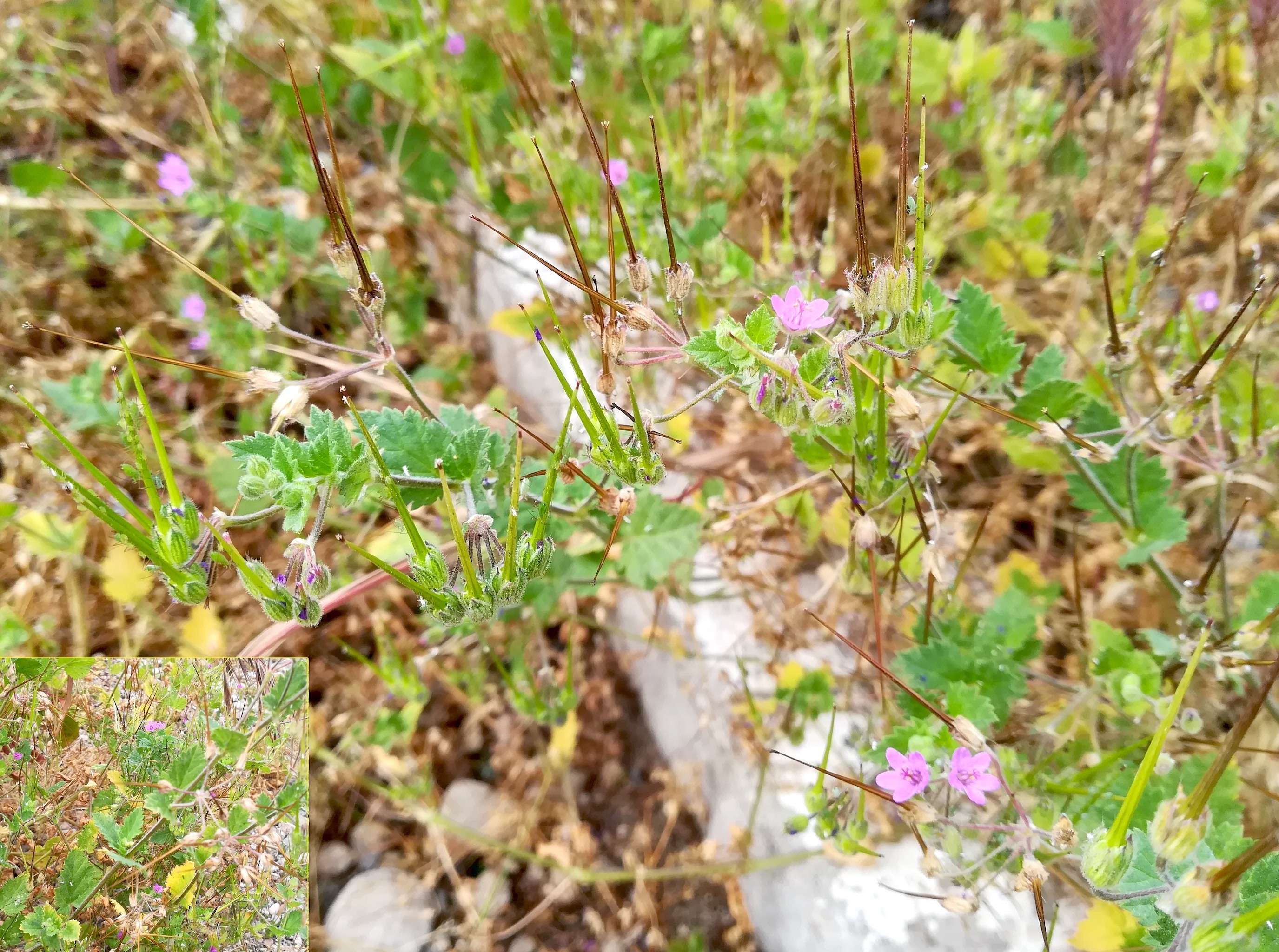 cf. erodium malacoides villeneuve-loubet mediterran frankreich_20220525_083013.jpg