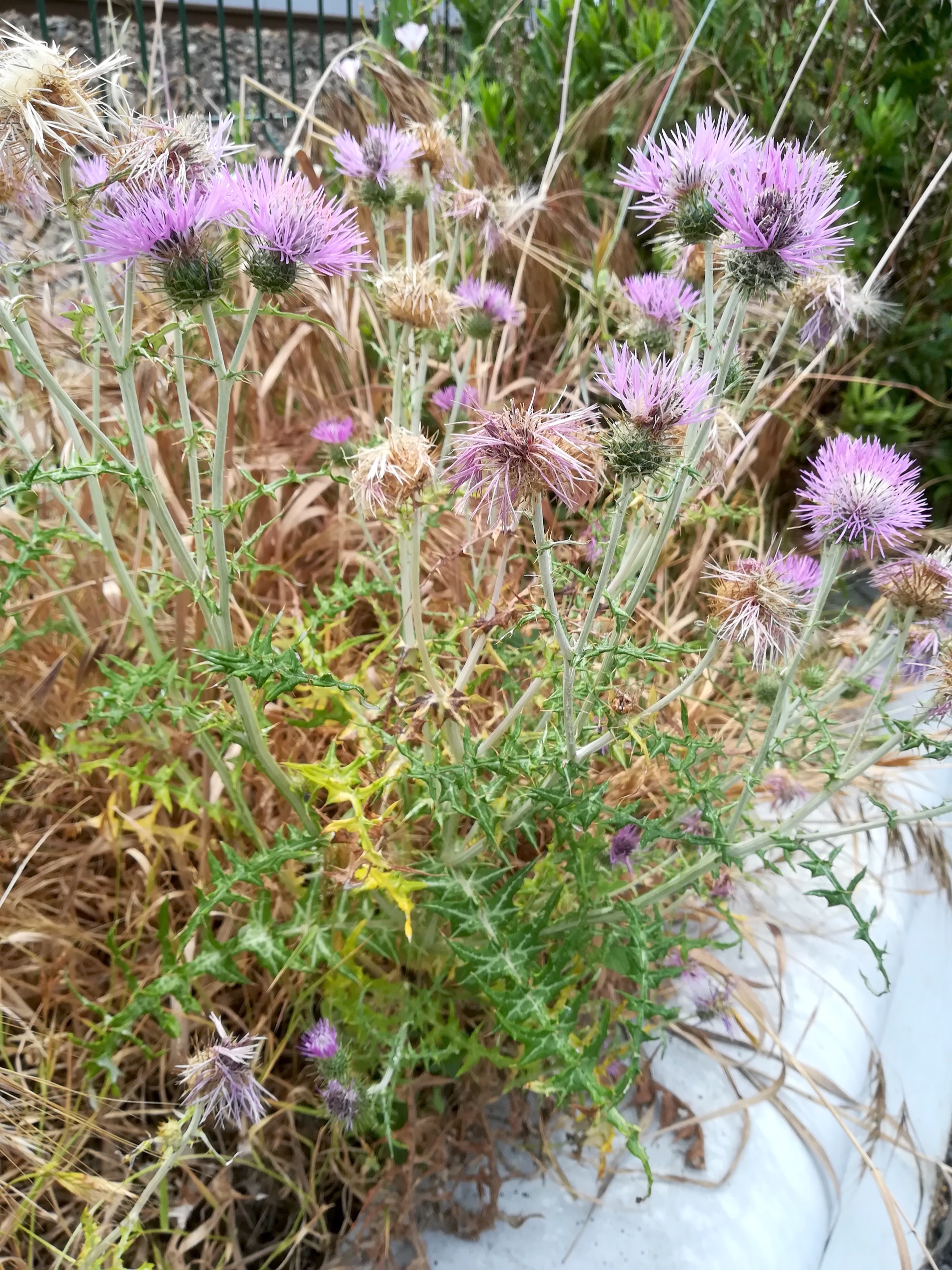 cf. galactites tomentosus villeneuve-loubet mediterran frankreich_20220525_120052.jpg