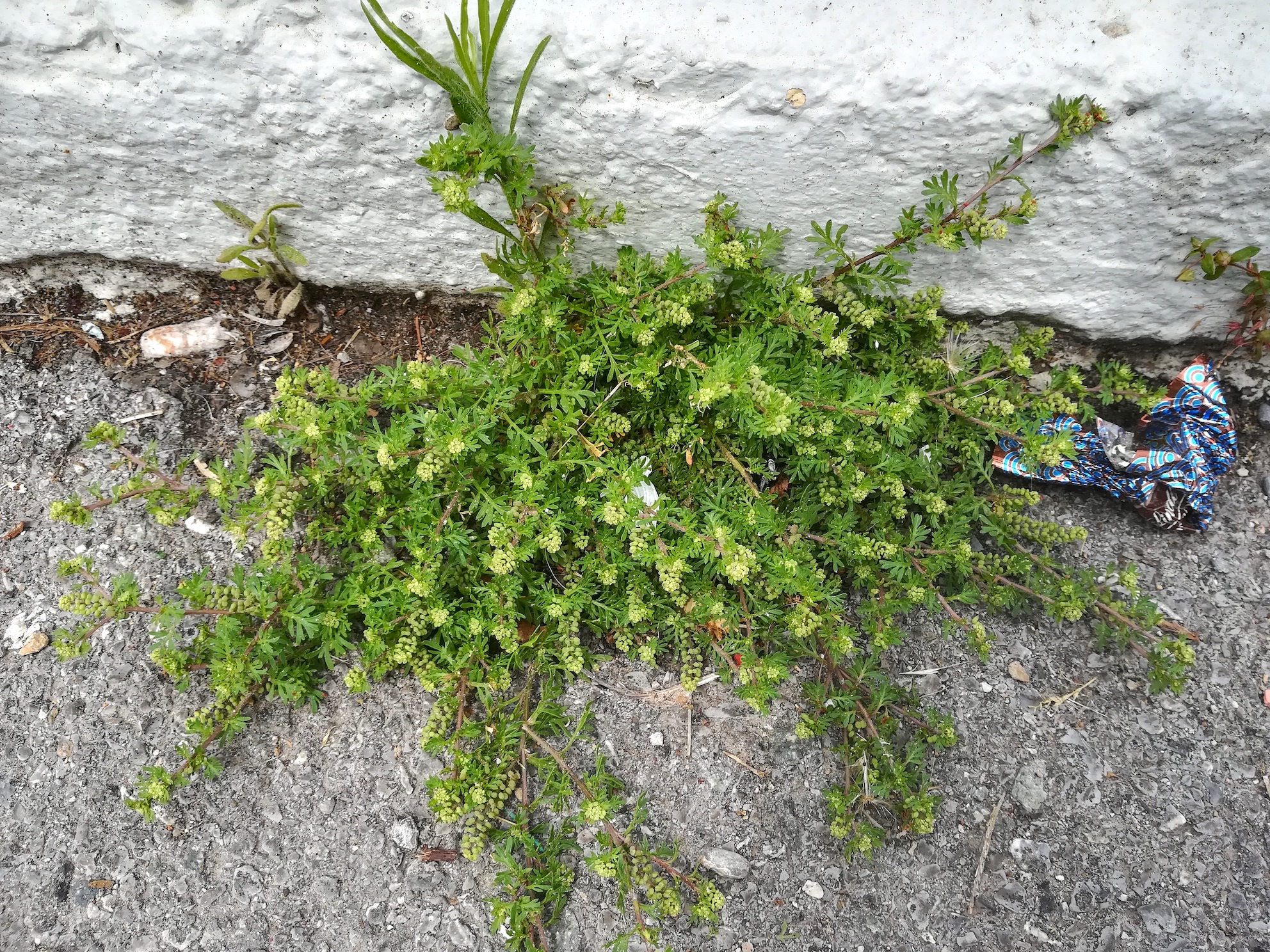 cf. lepidium didymum villeneuve-loubet mediterran frankreich_20220525_115426.jpg