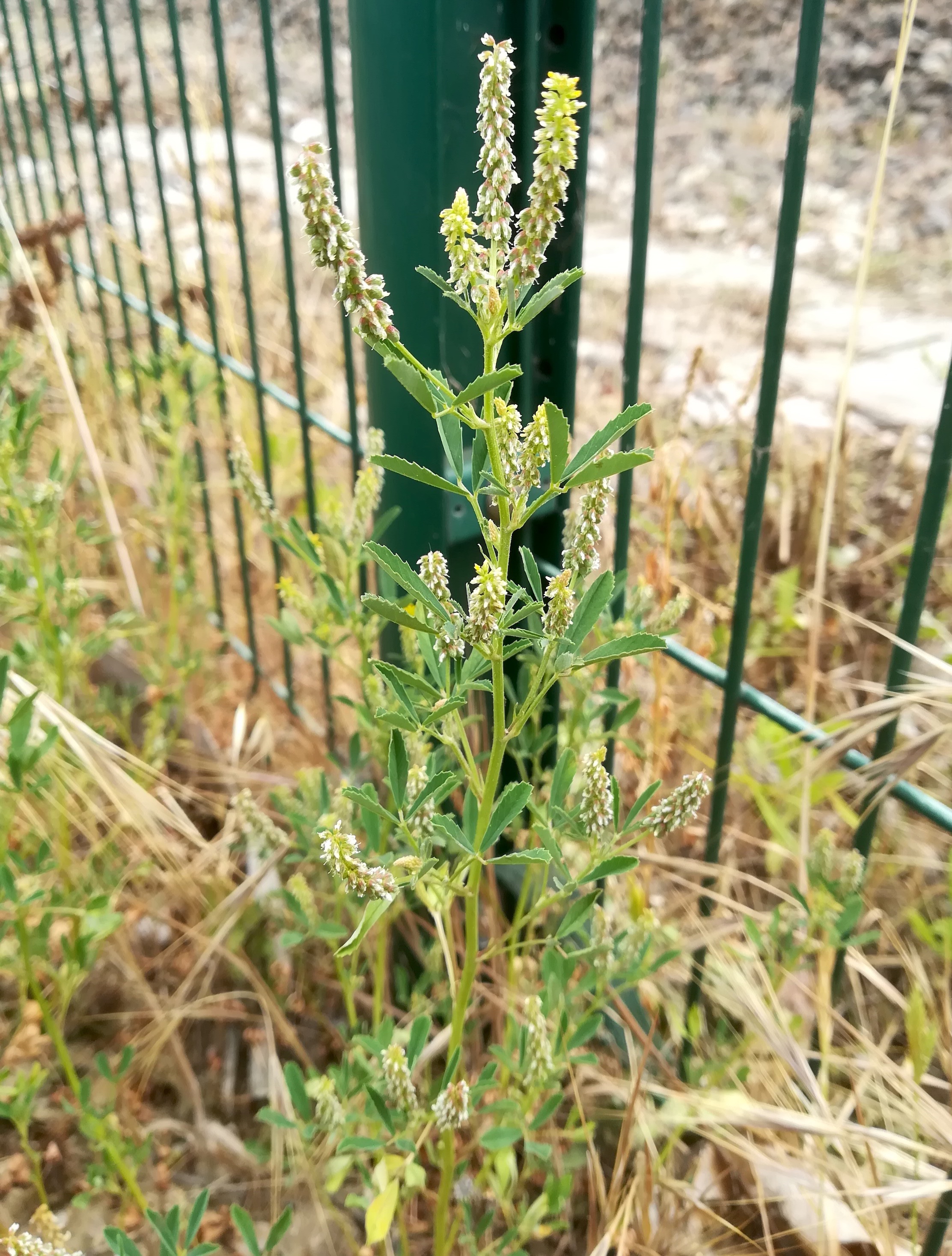 cf. melilotus sp. villeneuve-loubet mediterran frankreich_20220525_120005.jpg