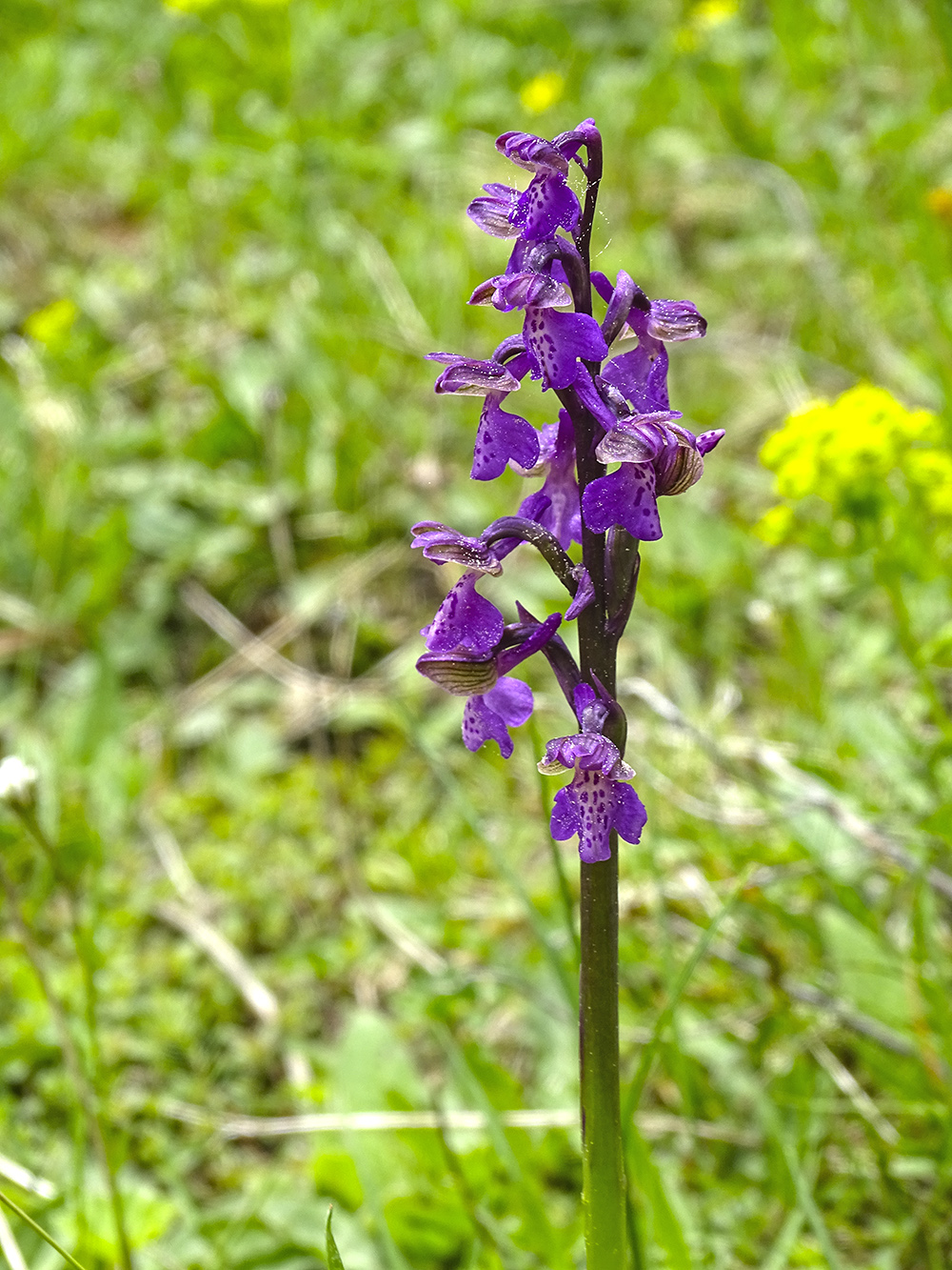 Anacamptis morio_gleinalm.jpg