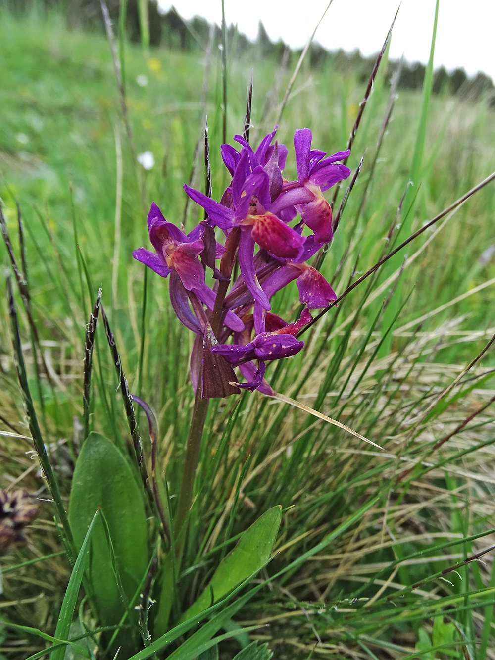 Dactylorhiza sambucina3_gleinalm.jpg