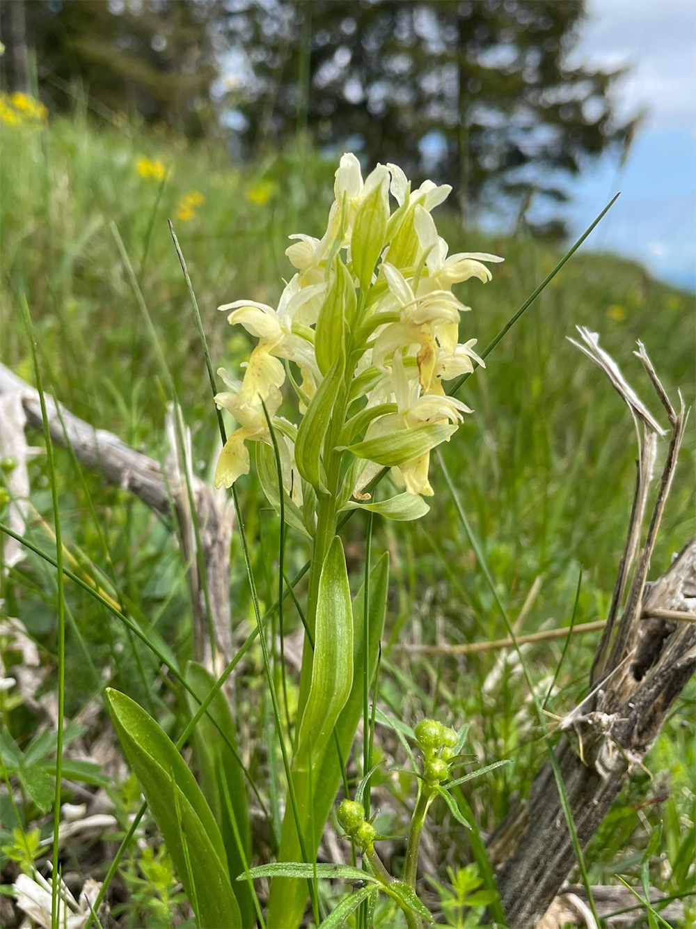 Dactylorhiza sambucina2_gleinalm.jpg