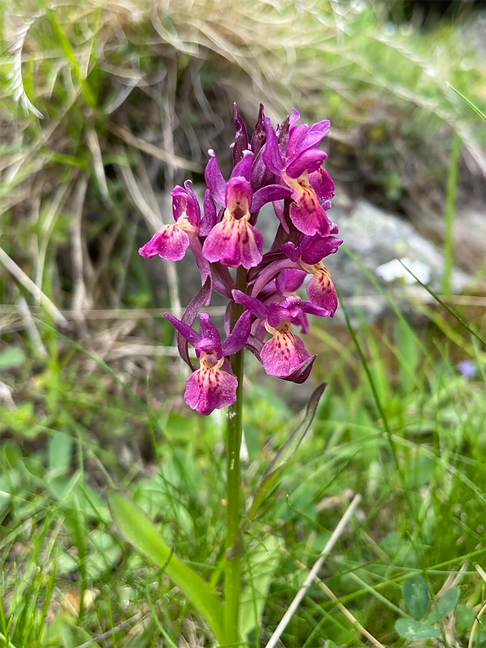 Dactylorhiza sambucina_gleinalm.jpg