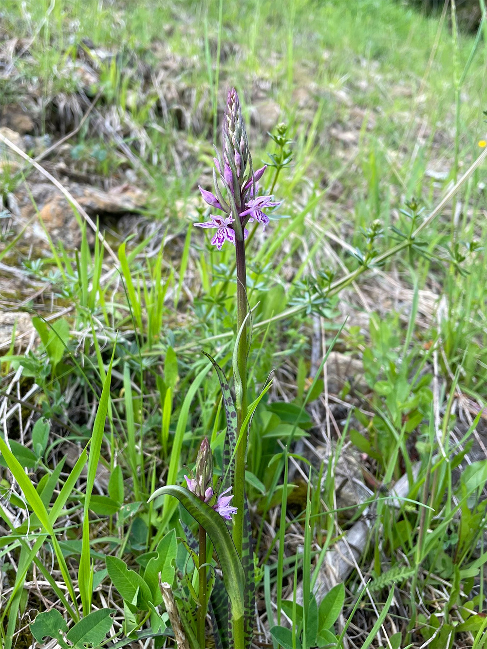 Dactylorhiza fuchsii_krautwasch.jpg