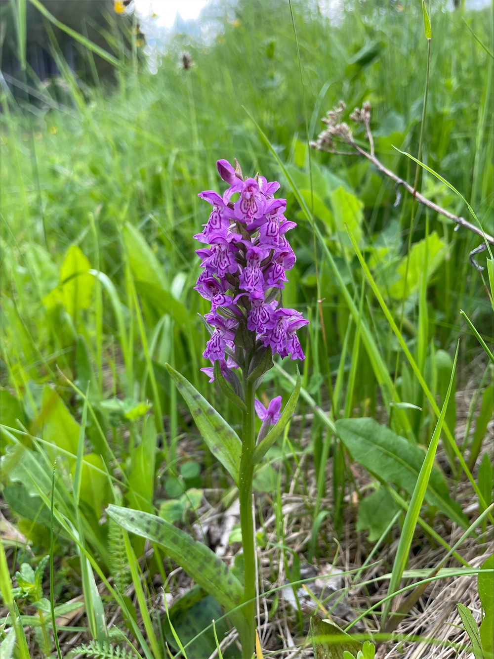 Dactylorhiza majalis_krautwasch.jpg