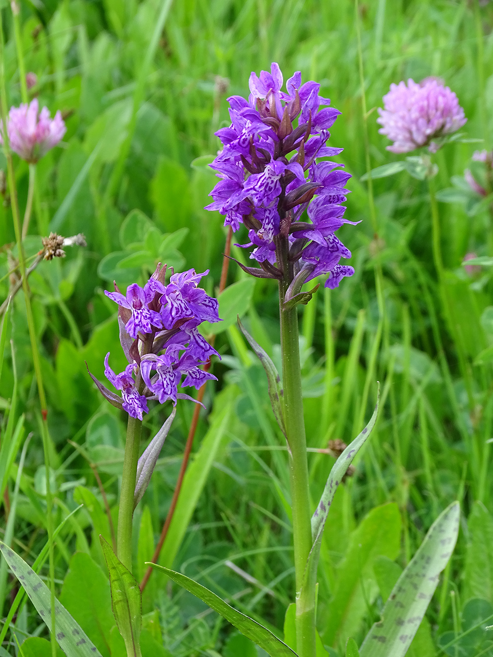 Dactylorhiza majalis2_krautwasch.jpg