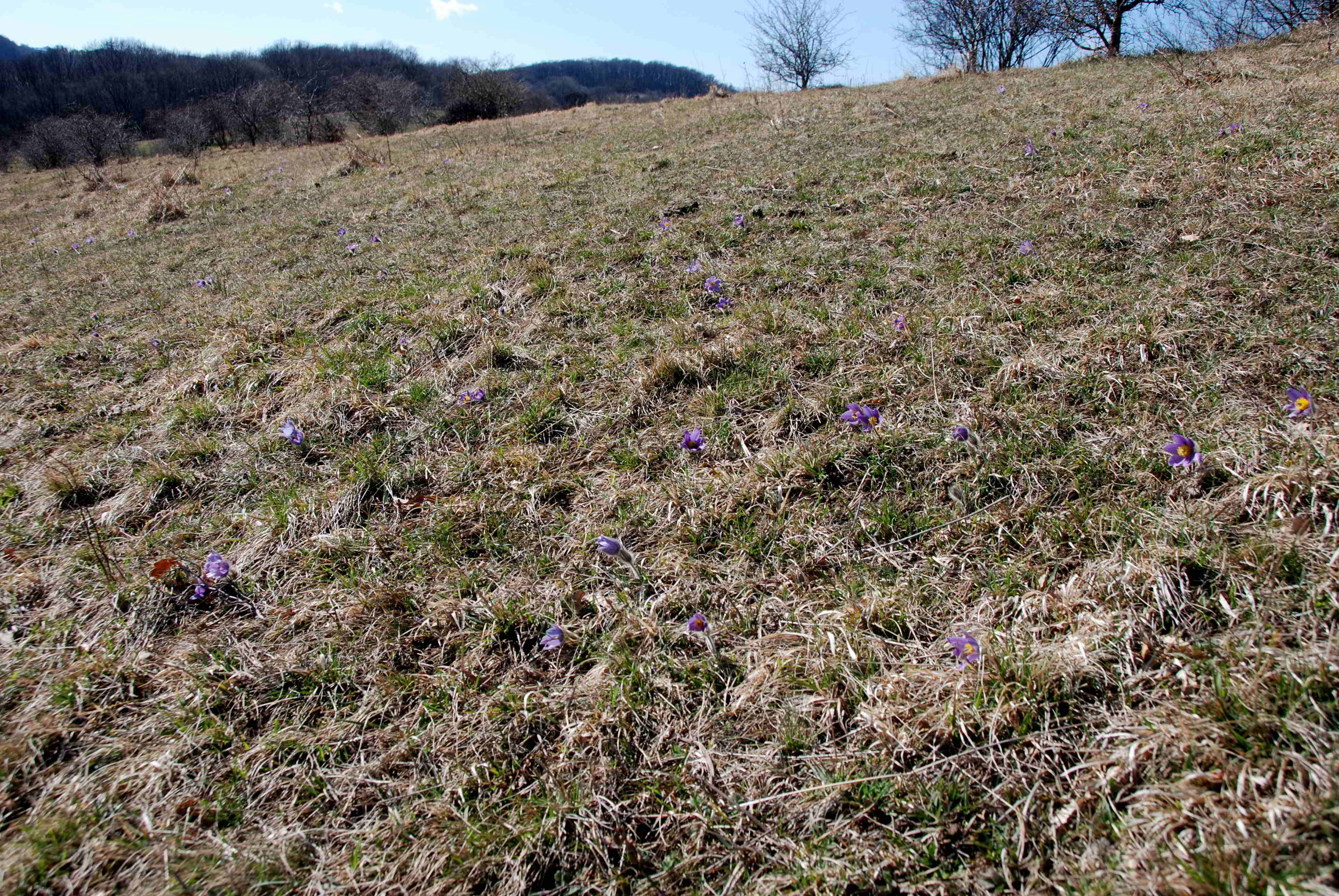 Kaltenleutgeben-Emmelwiese-02042018-(4)-Pulsatilla grandis -Groß-Küchenschelle.JPG