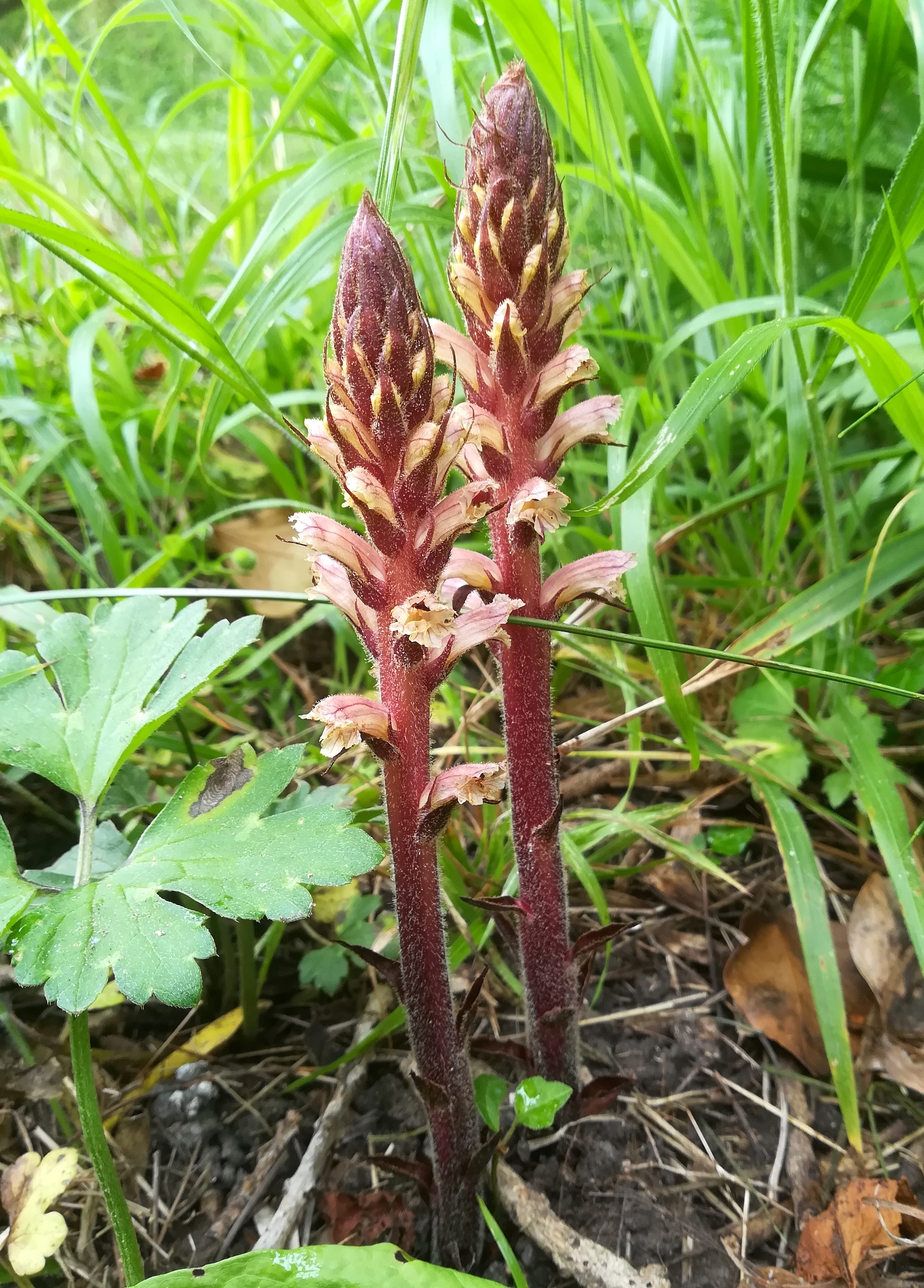 orobanche cf. hederae parc naturel départmental de vaugrenier mediterran frankreich_20220525_111856.jpg