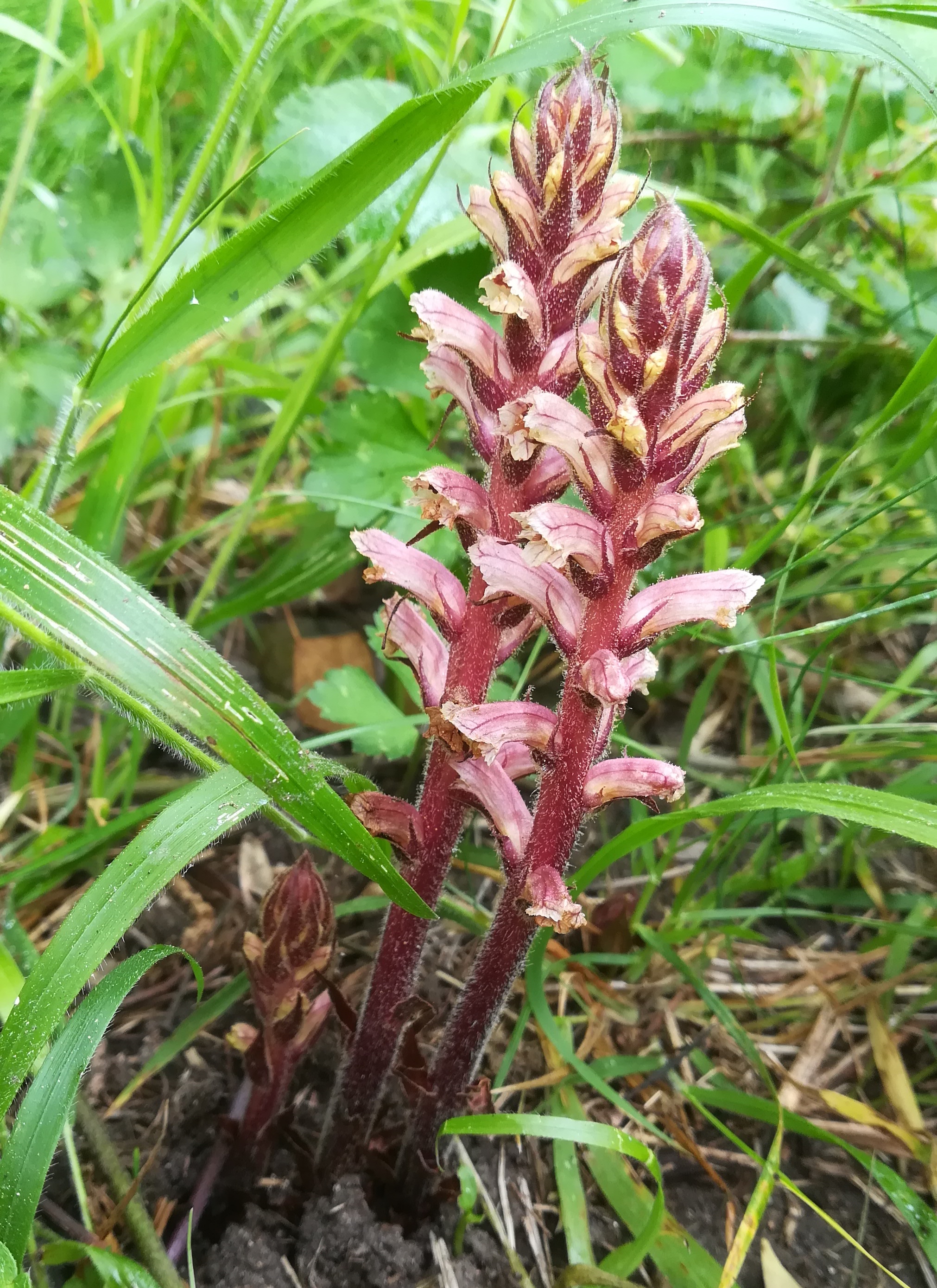 orobanche cf. hederae parc naturel départmental de vaugrenier mediterran frankreich_20220525_111908.jpg