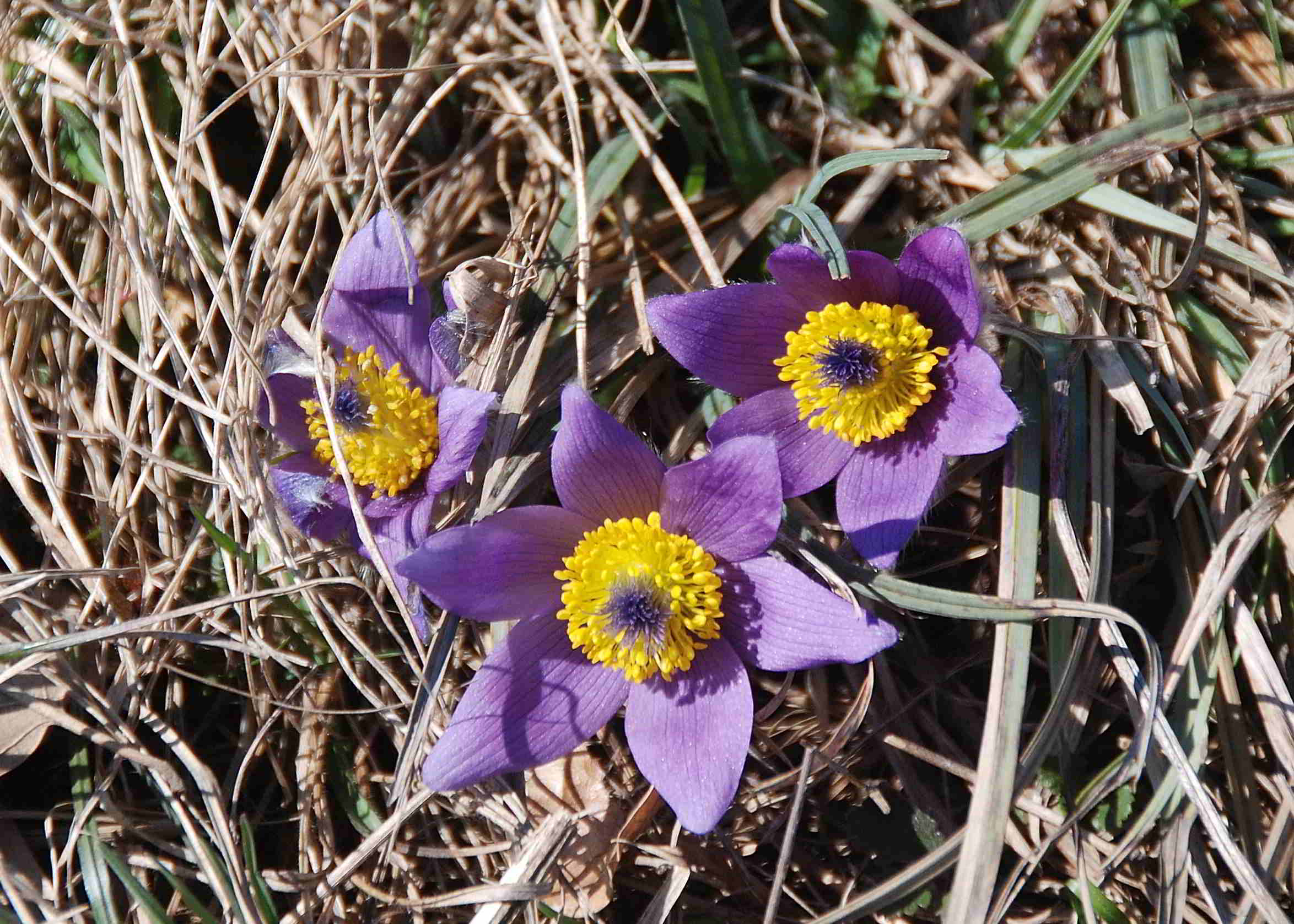 Kaltenleutgeben-Emmelwiese-02042018-(6)-Pulsatilla grandis -Groß-Küchenschelle.JPG