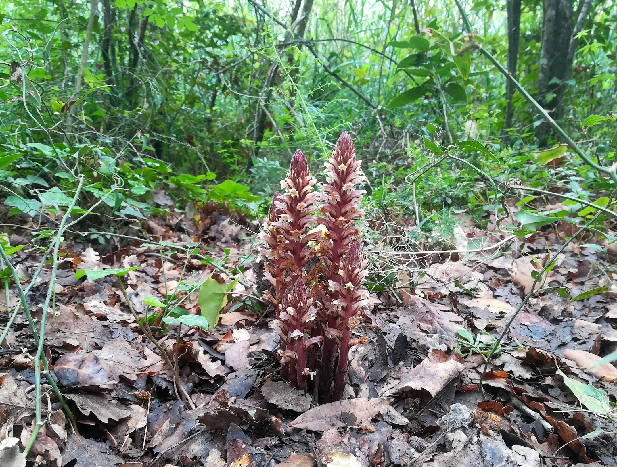 orobanche cf. hederae parc naturel départmental de vaugrenier mediterran frankreich_20220525_113145.jpg