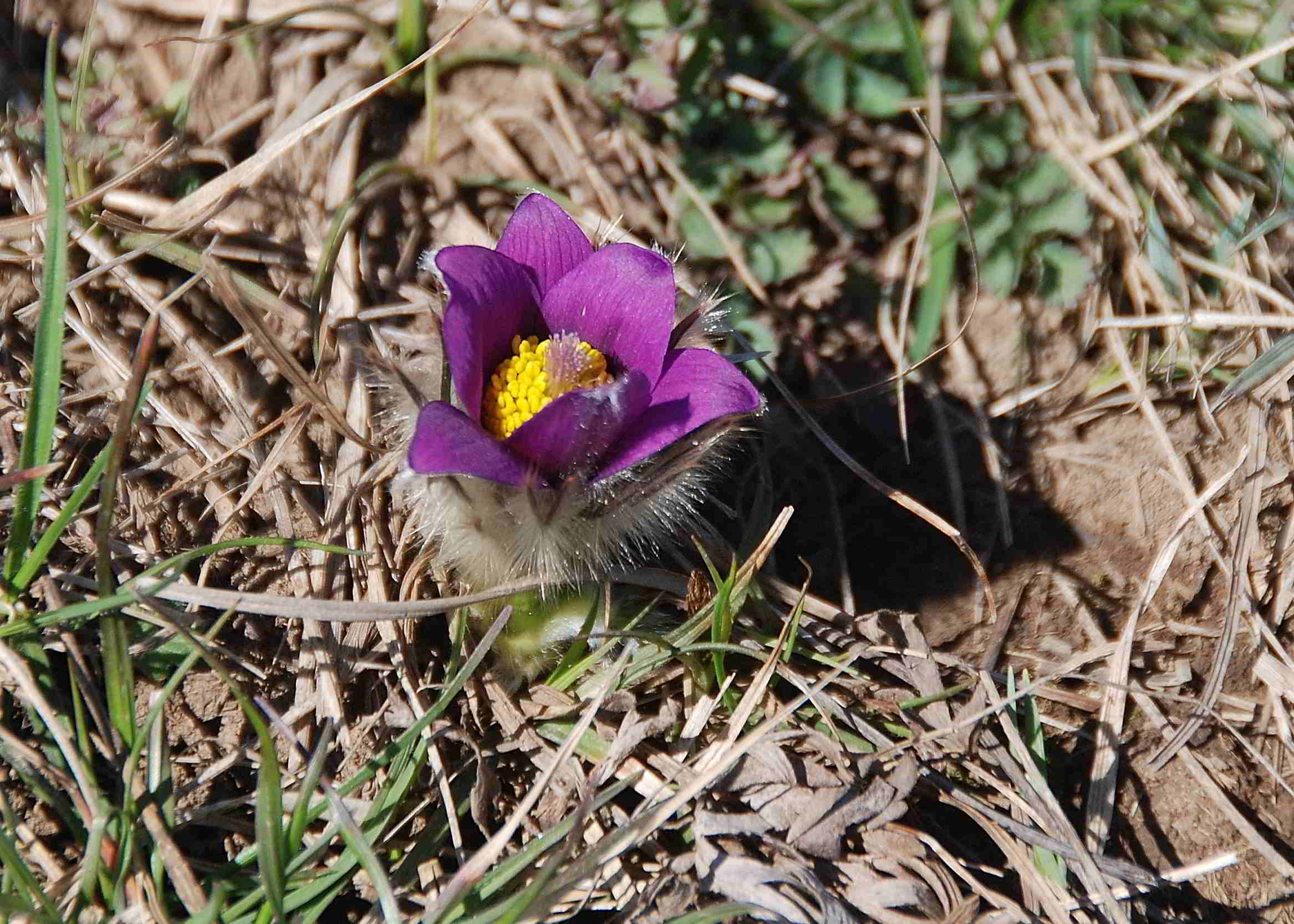 Kaltenleutgeben-Emmelwiese-02042018-(7)-Pulsatilla grandis -Groß-Küchenschelle.JPG