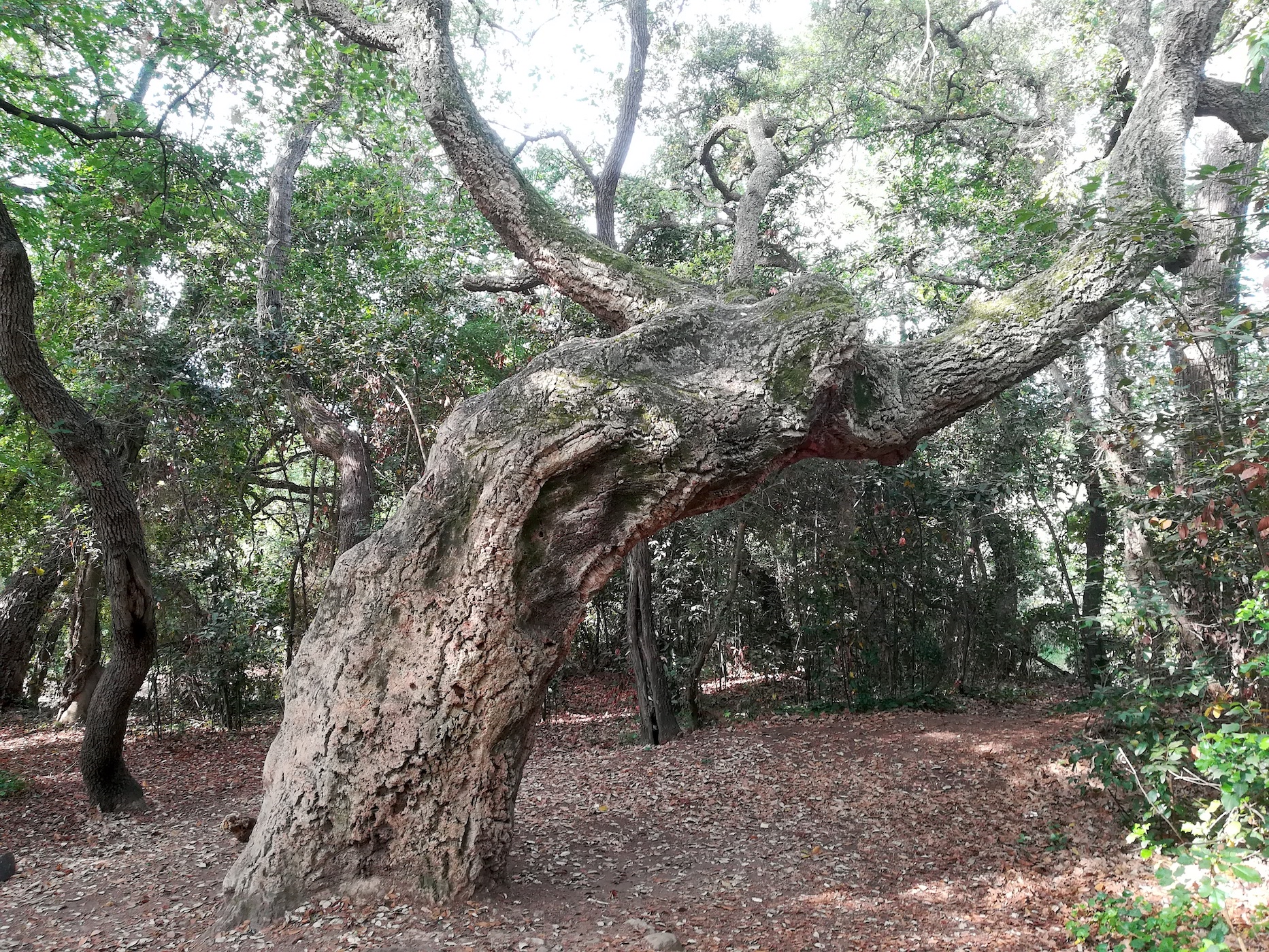 quercus suber parc naturel départmental de vaugrenier mediterran frankreich_20220525_092854_1.jpg