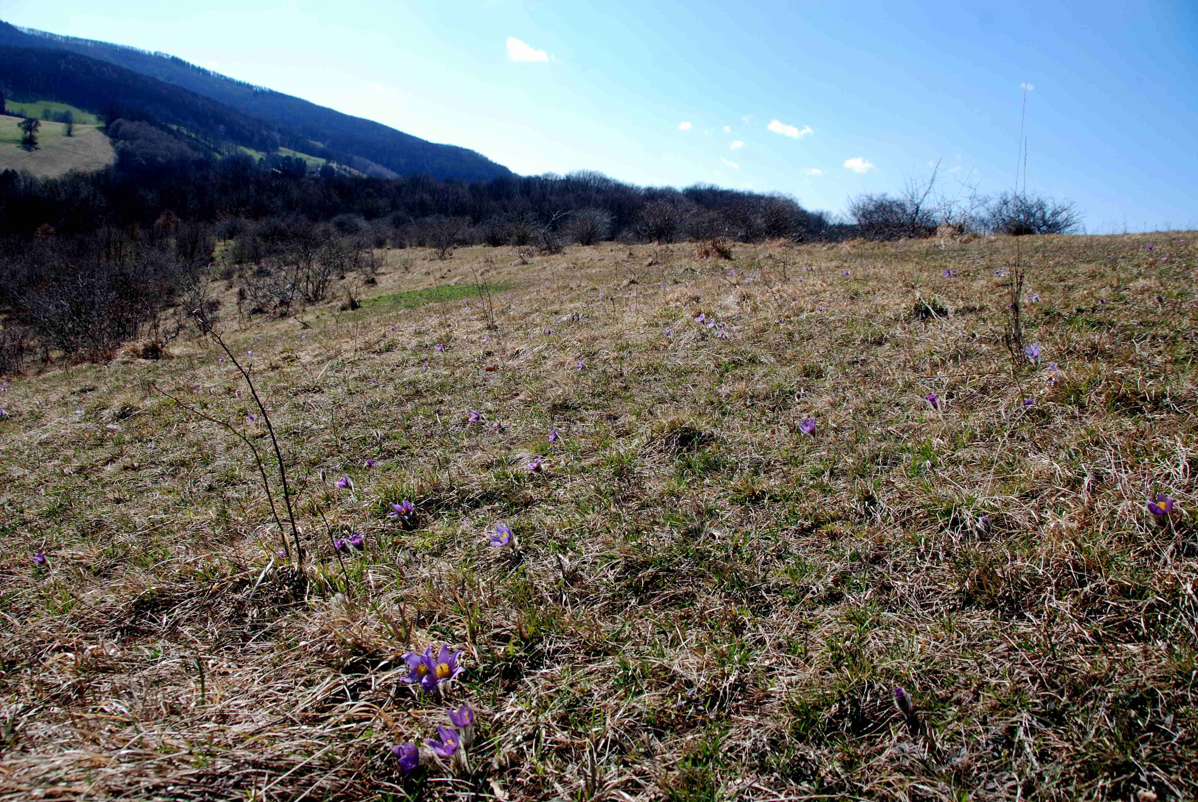 Kaltenleutgeben-Emmelwiese-02042018-(8)-Pulsatilla grandis -Groß-Küchenschelle.JPG