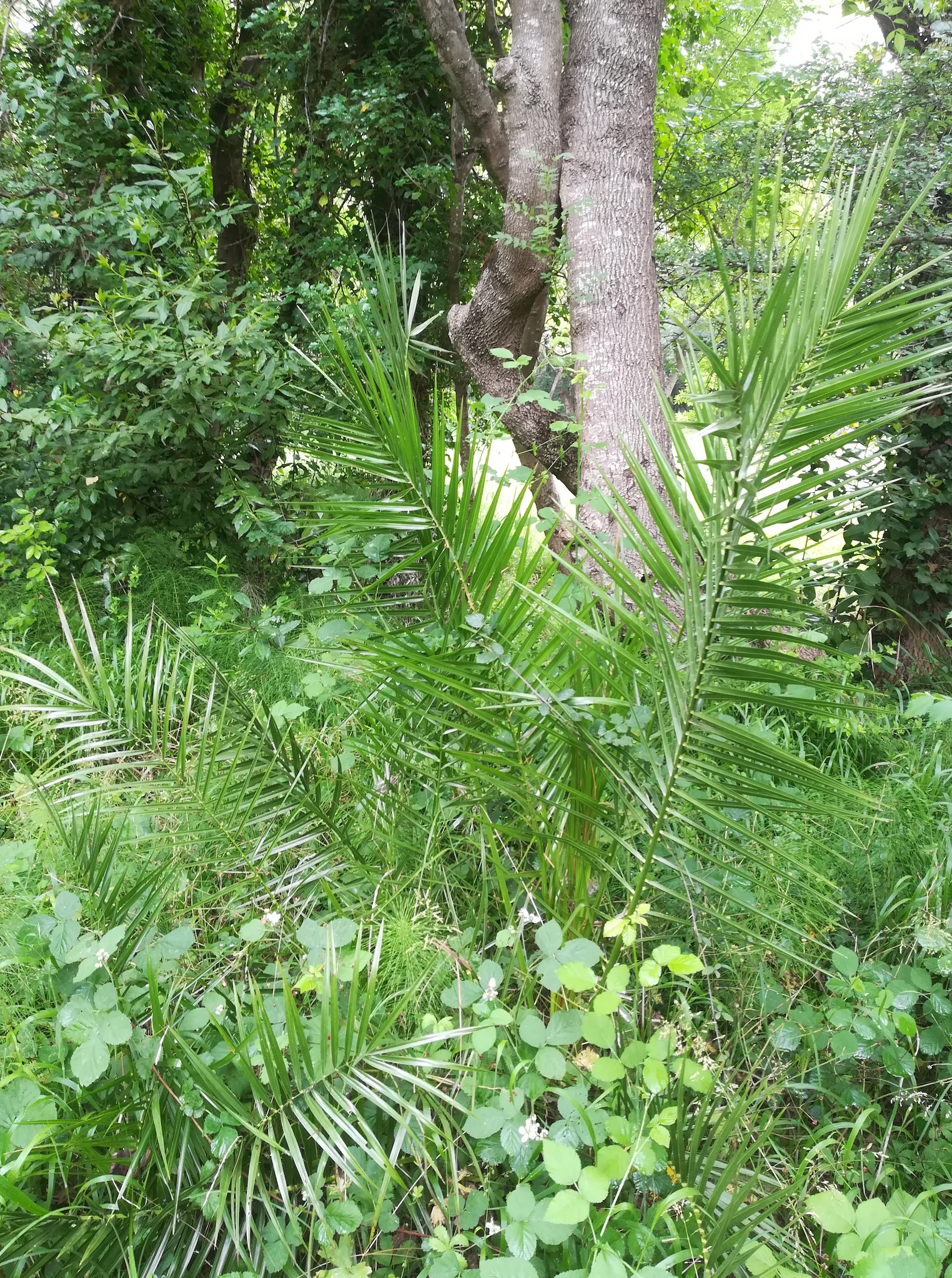 cf. arecaceae sp. parc naturel départmental de vaugrenier mediterran frankreich_20220525_111610.jpg