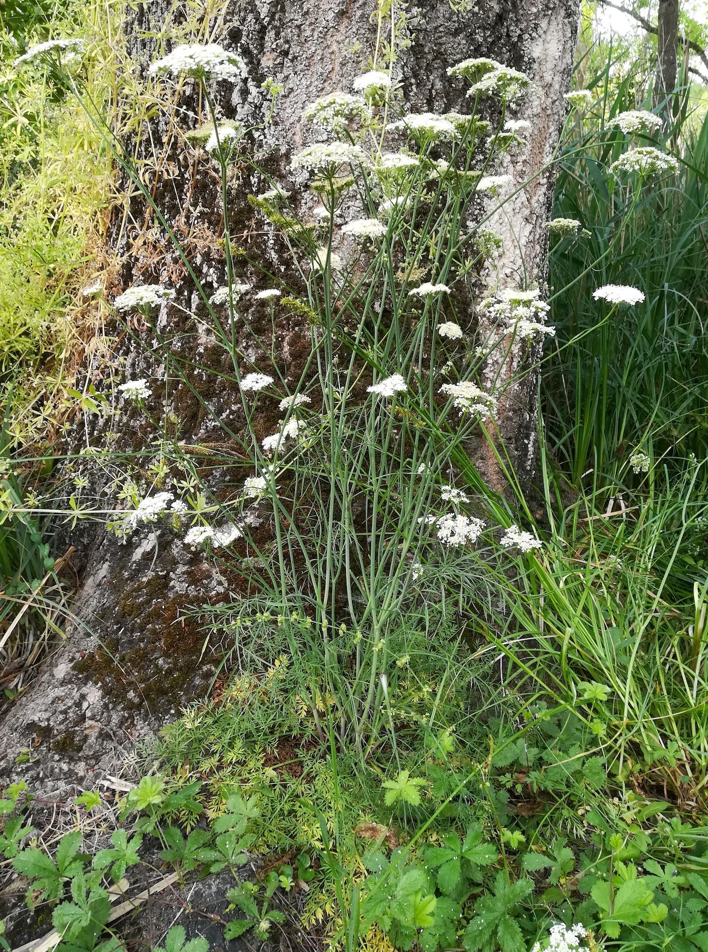 cf. bunium bulbocastanum parc naturel départmental de vaugrenier mediterran frankreich_20220525_091428.jpg