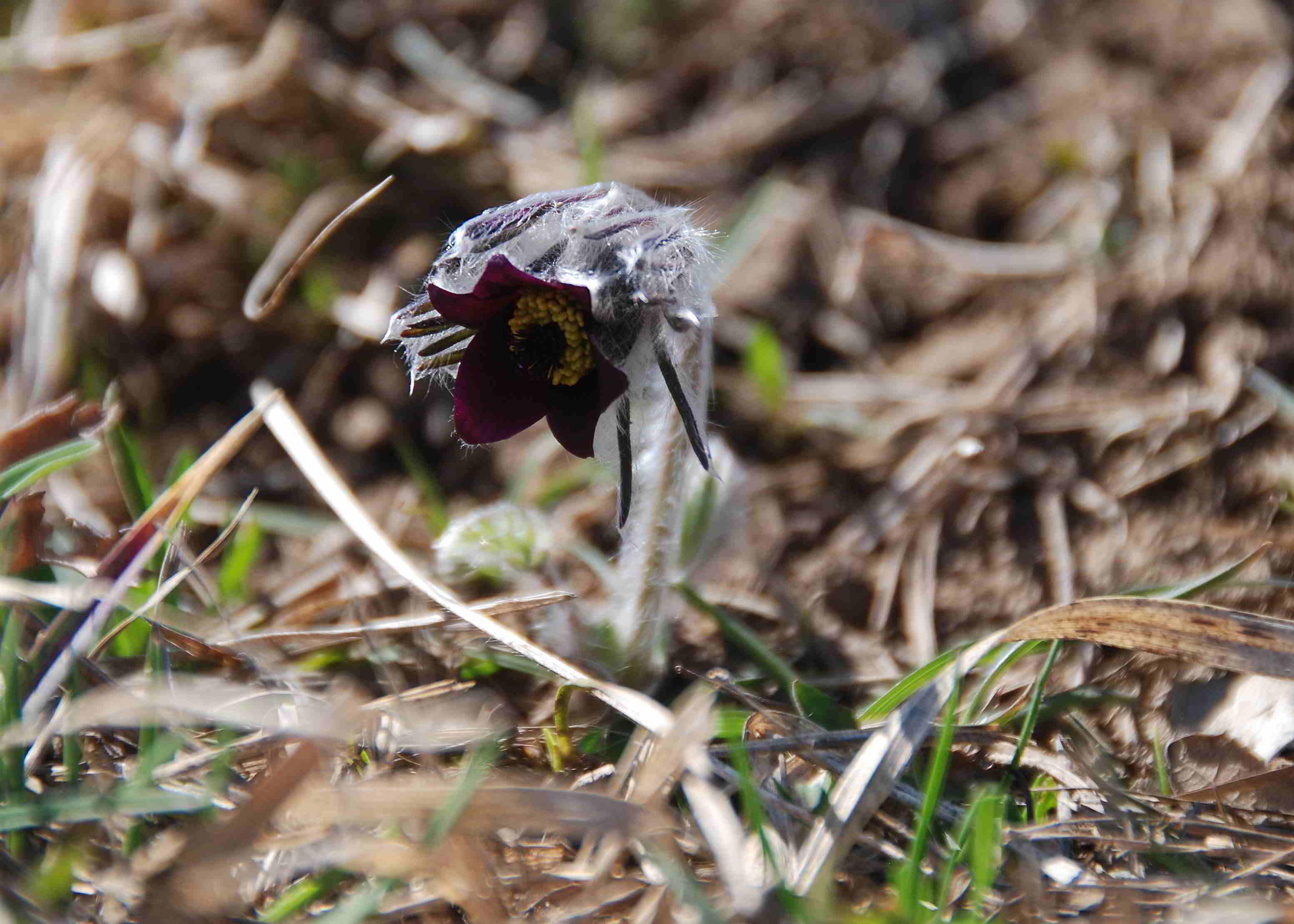 Kaltenleutgeben-Emmelwiese-02042018-(11)-Pulsatilla pratensis (subsp. nigricans) - Schwarz-Küchenschell.JPG