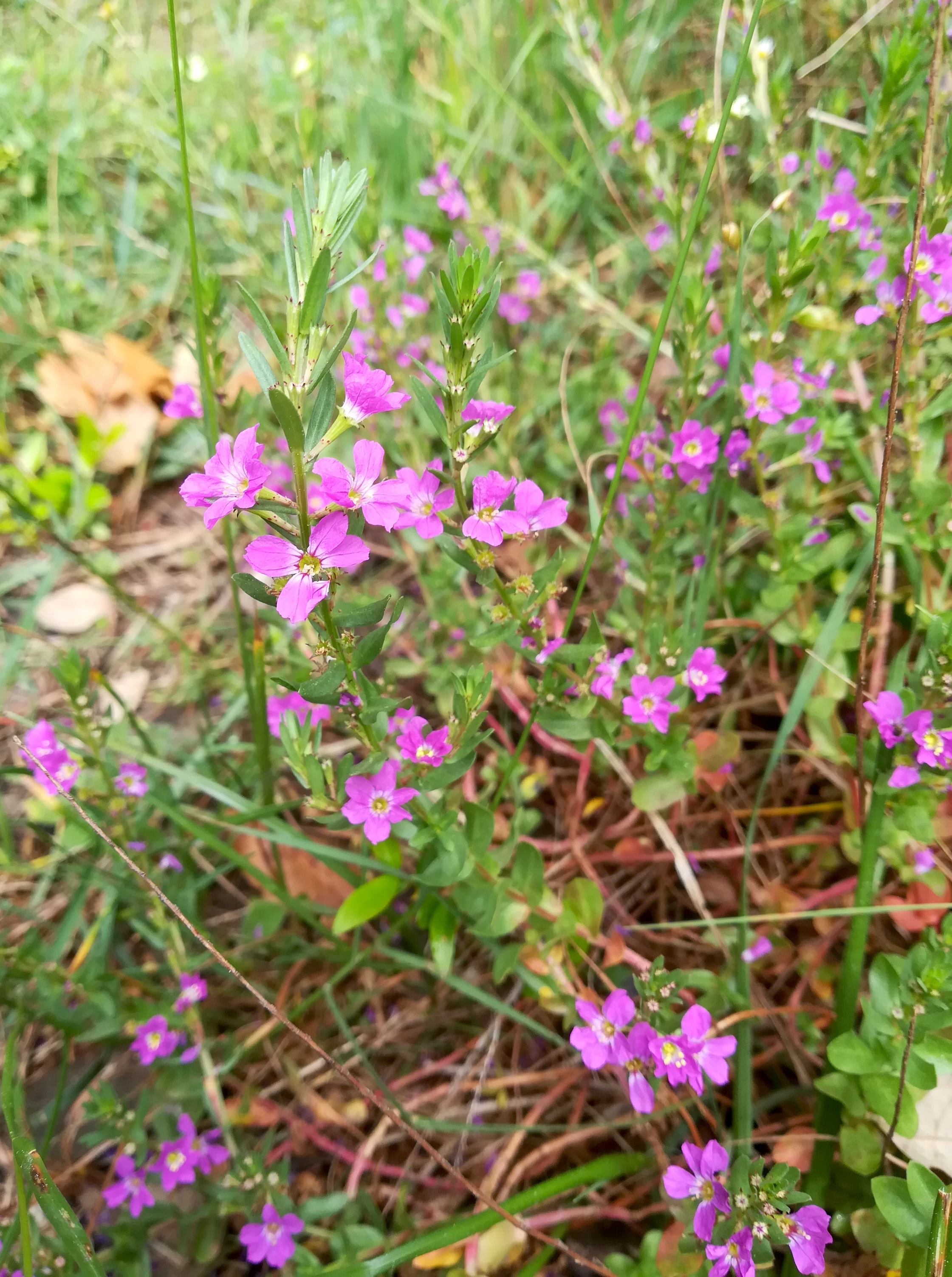 lythrum cf. junceum parc naturel départmental de vaugrenier mediterran frankreich_20220525_104859.jpg