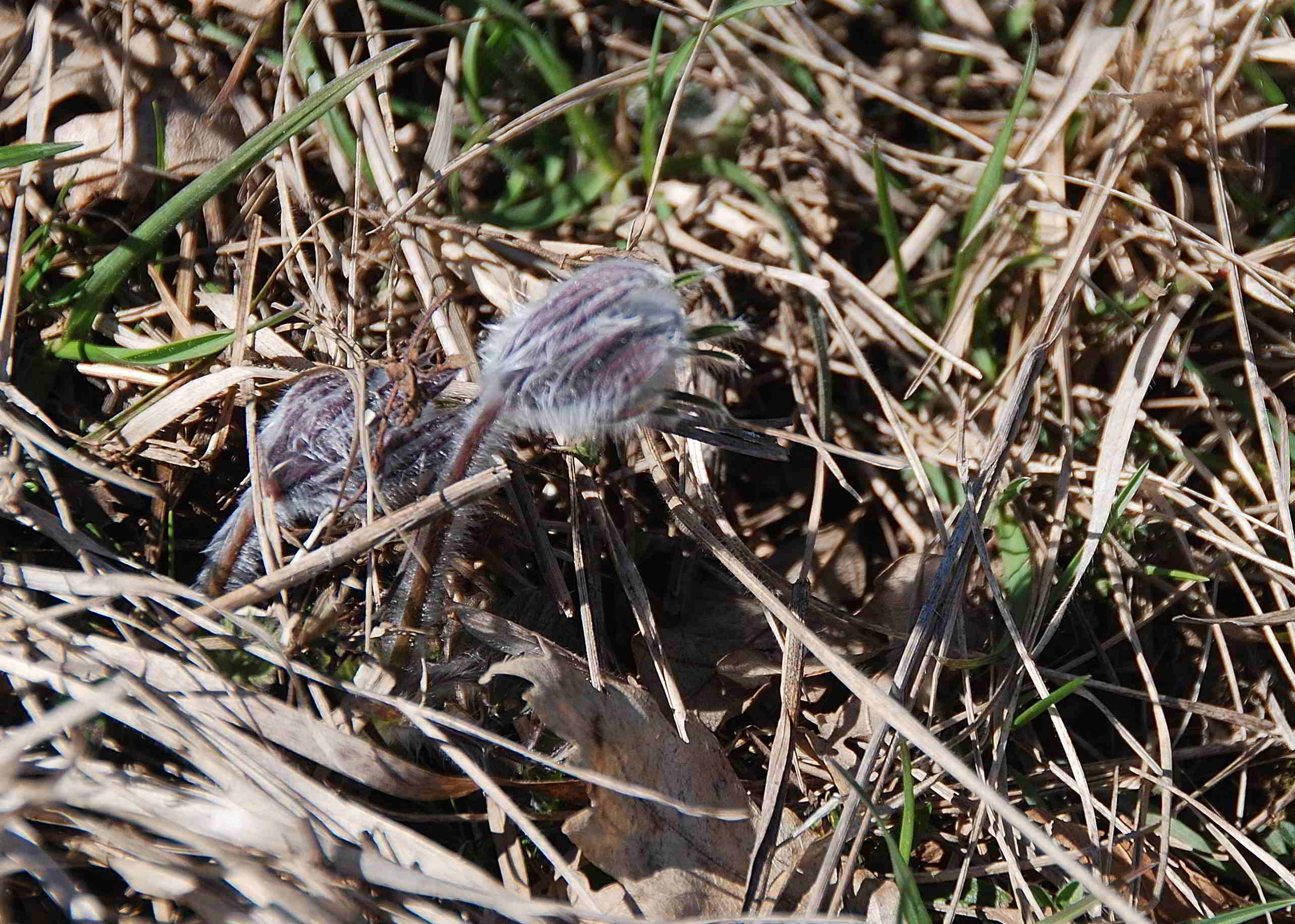 Kaltenleutgeben-Emmelwiese-02042018-(12)-Pulsatilla pratensis (subsp. nigricans) - Schwarz-Küchenschell.JPG