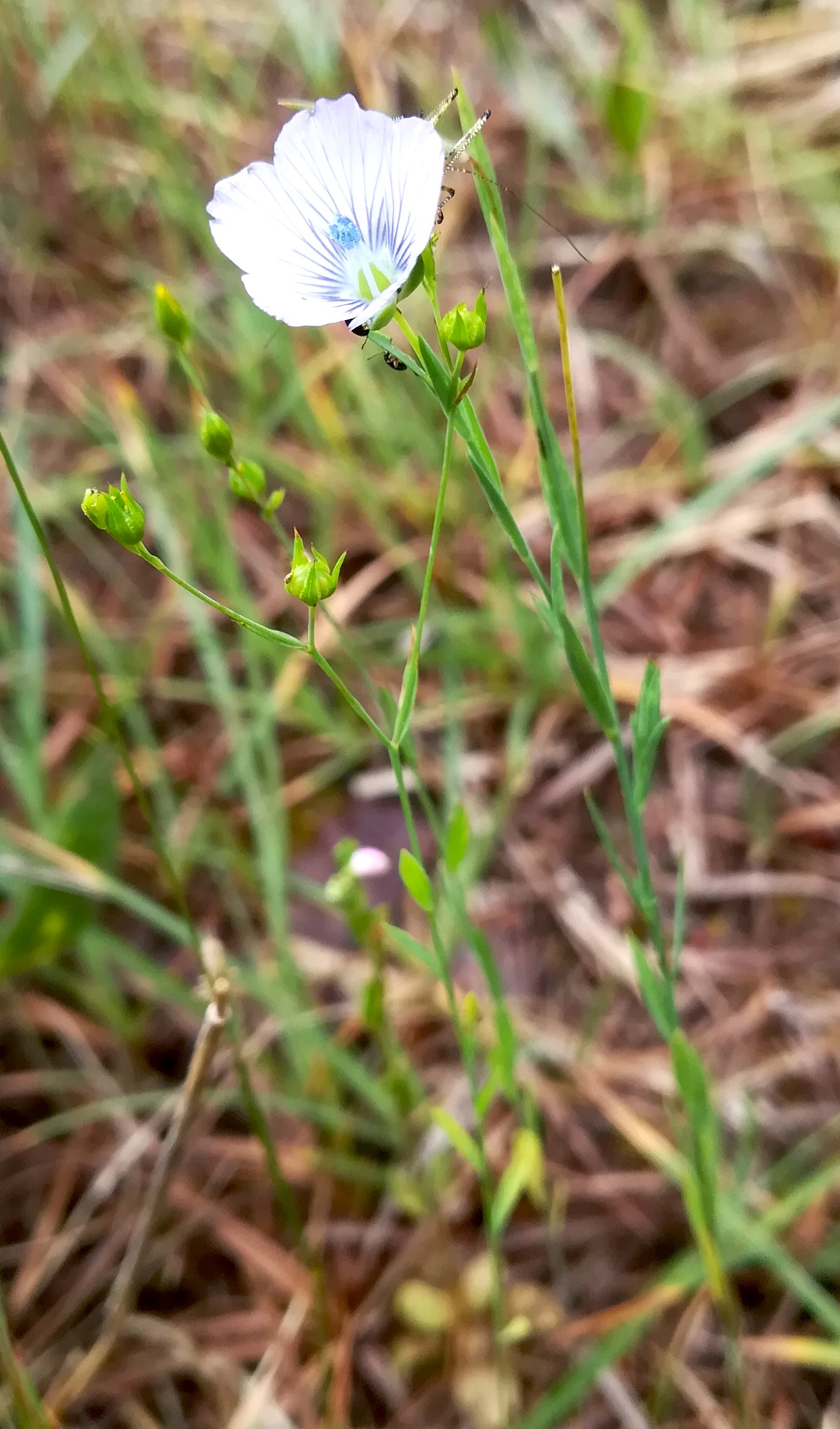 linum cf. usitatissimum parc naturel départmental de vaugrenier mediterran frankreich_20220525_102615.jpg