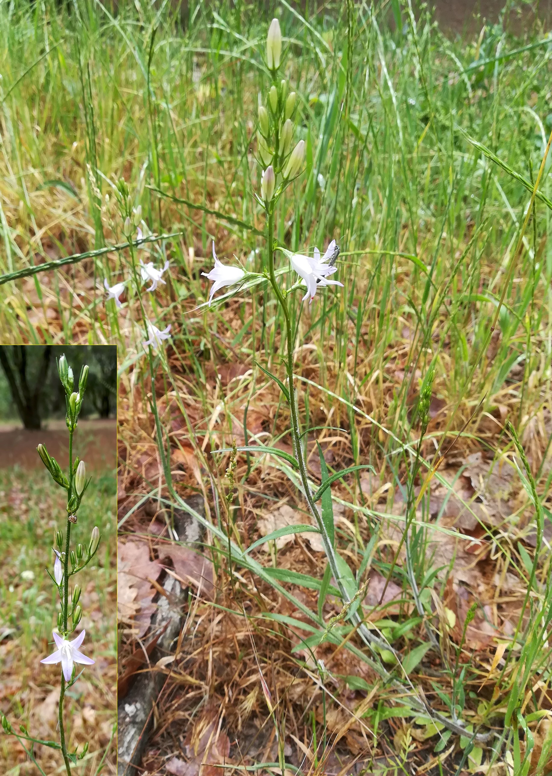 campanula rapunculus parc naturel départmental de vaugrenier mediterran frankreich_20220525_104433.jpg