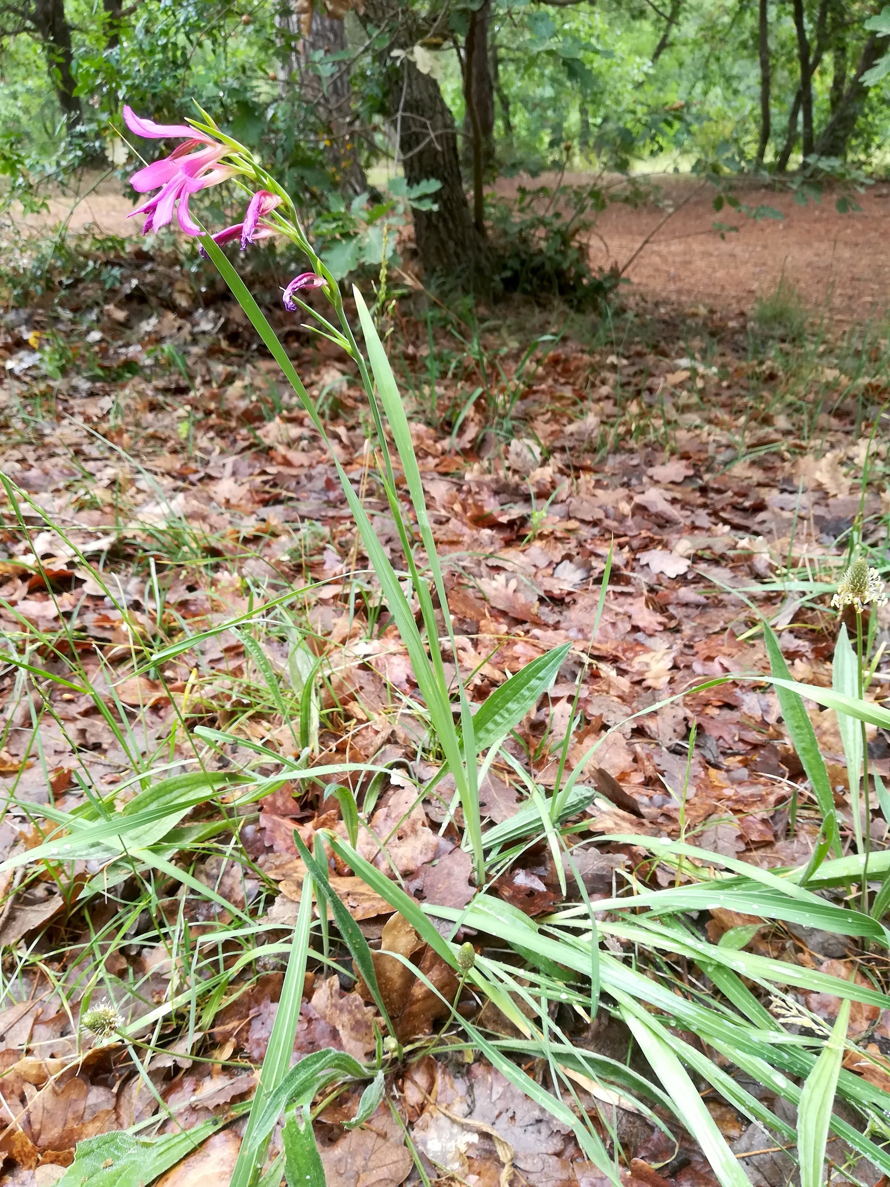 gladiolus italicus parc naturel départmental de vaugrenier mediterran frankreich_20220525_104458.jpg