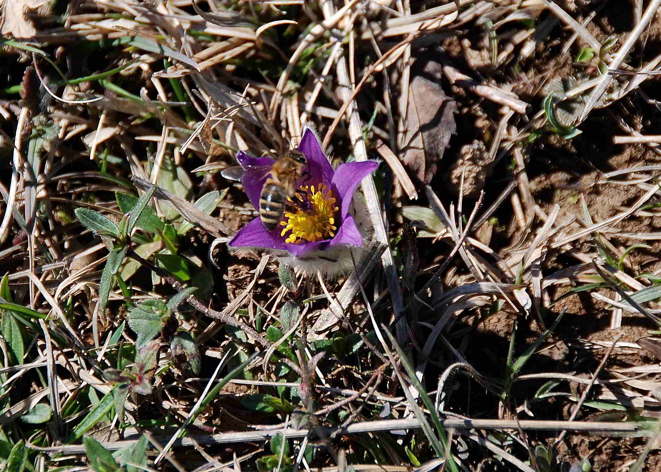 Kaltenleutgeben-Emmelwiese-02042018-(15)-Pulsatilla grandis -Groß-Küchenschelle.JPG