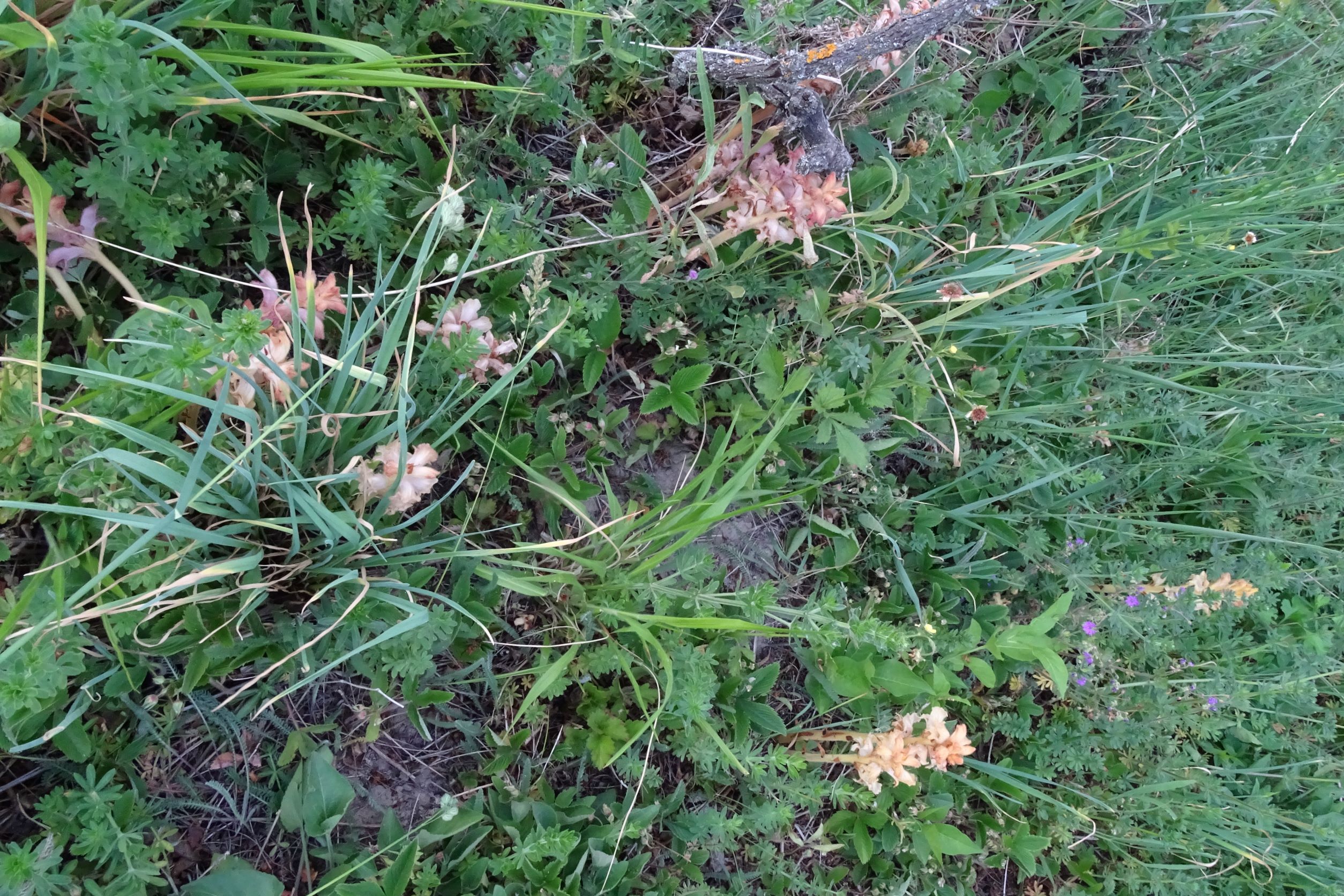 DSC06372 Orobanche caryophyllacea, spitzerbergfuß-süd, prellenkirchen, 2022-05-10.JPG