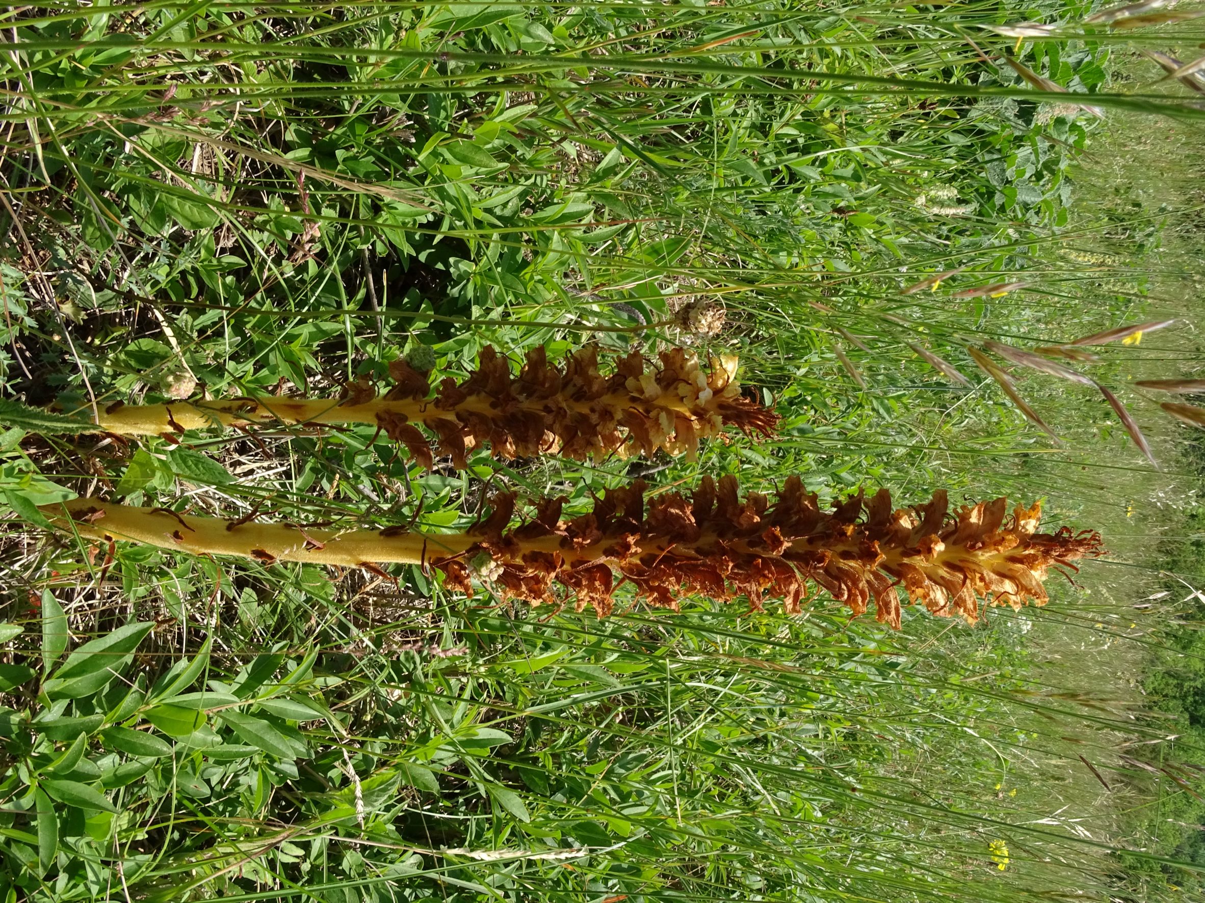 DSC07558 Orobanche elatior, spitzerberg, 2022-05-22.JPG