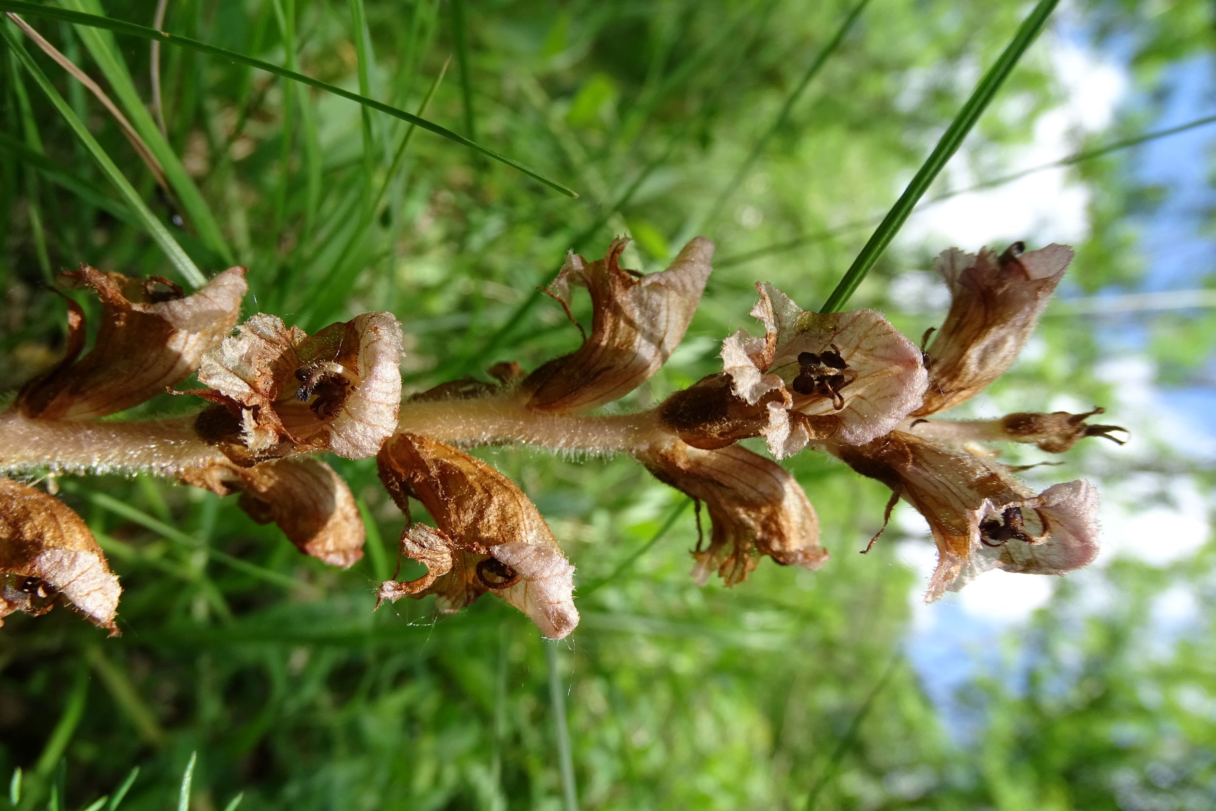 DSC07612 Orobanche sp., spitzerberg, 2022-05-22.JPG