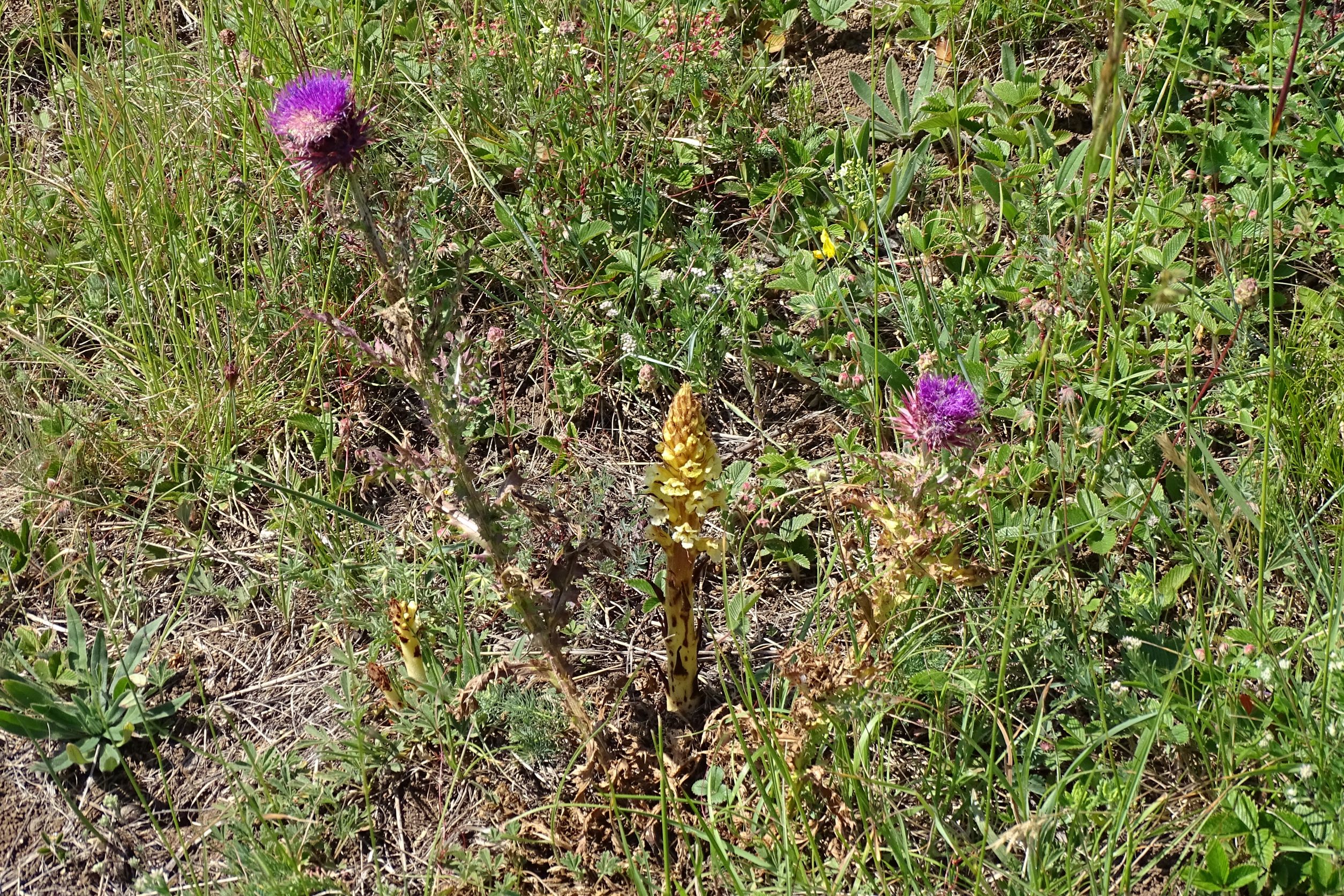 DSC07630 Orobanche reticulata pallidiflora, spitzerberg, 2022-05-22.JPG