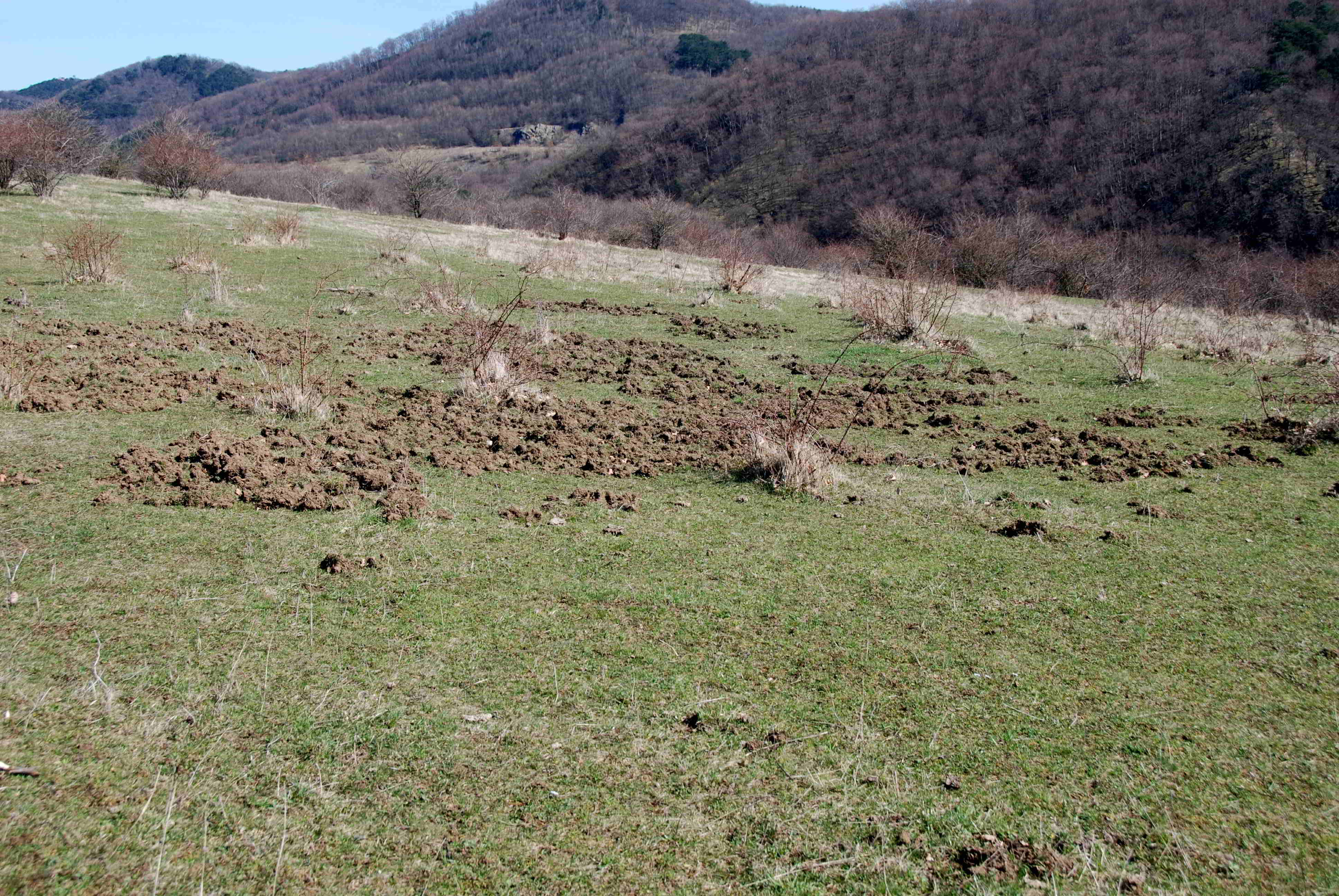 Kaltenleutgeben-Emmelwiese-02042018-(2).JPG
