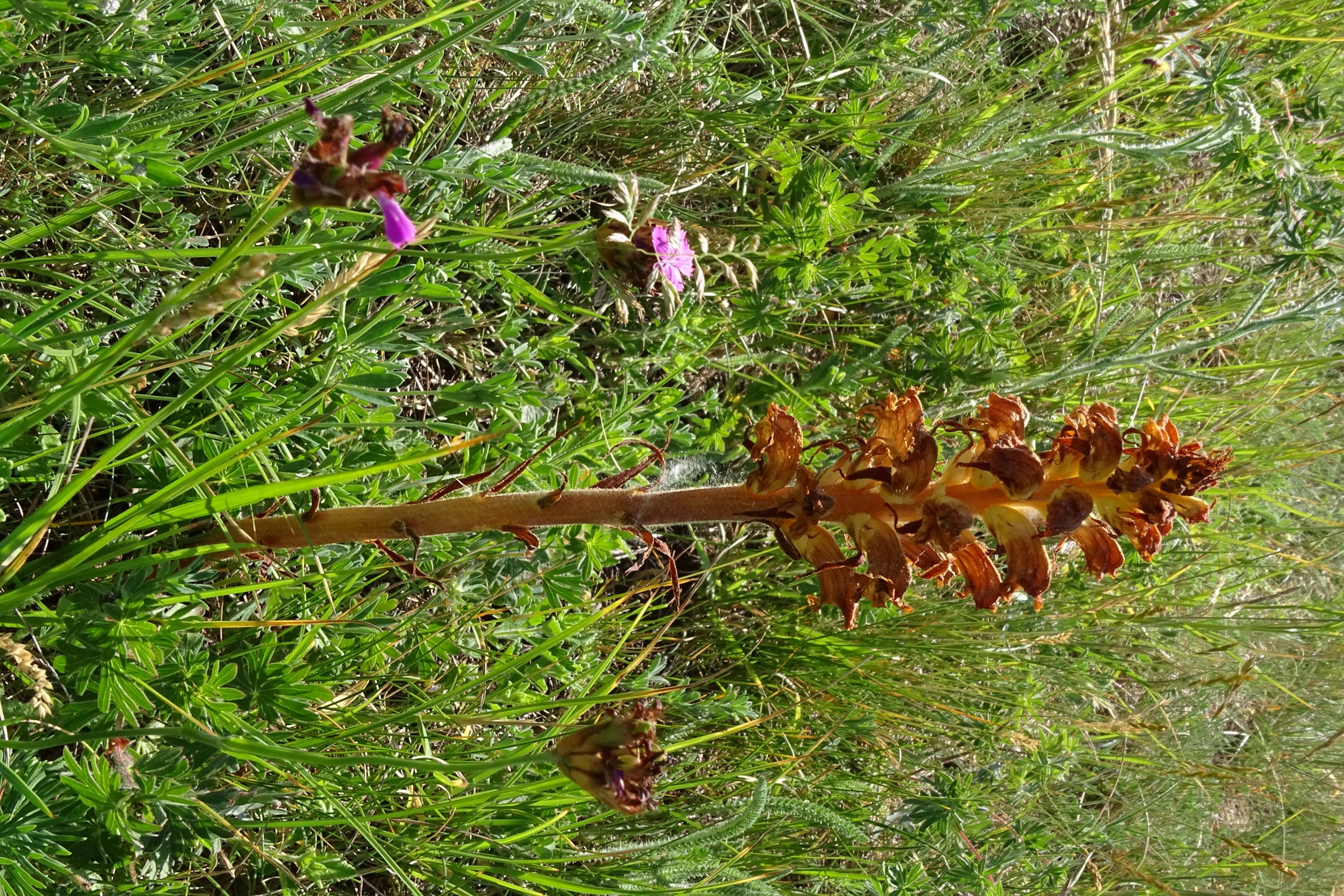 DSC07660 Orobanche gracilis, spitzerberg, 2022-05-22.JPG