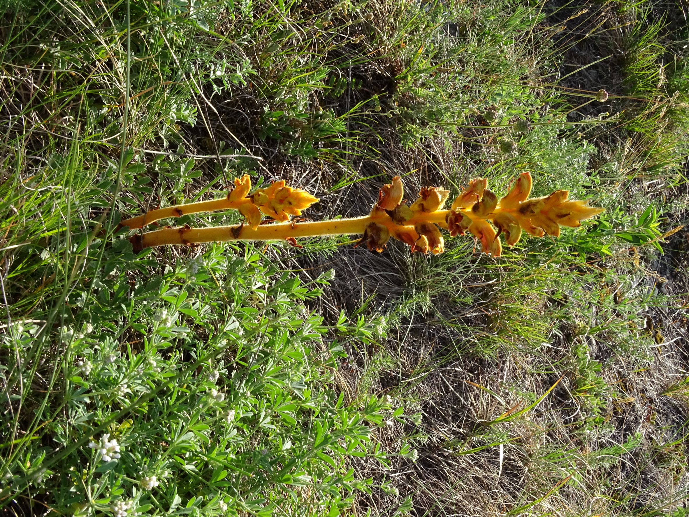 DSC07720 Orobanche gracilis, spitzerberg, 2022-05-22.JPG