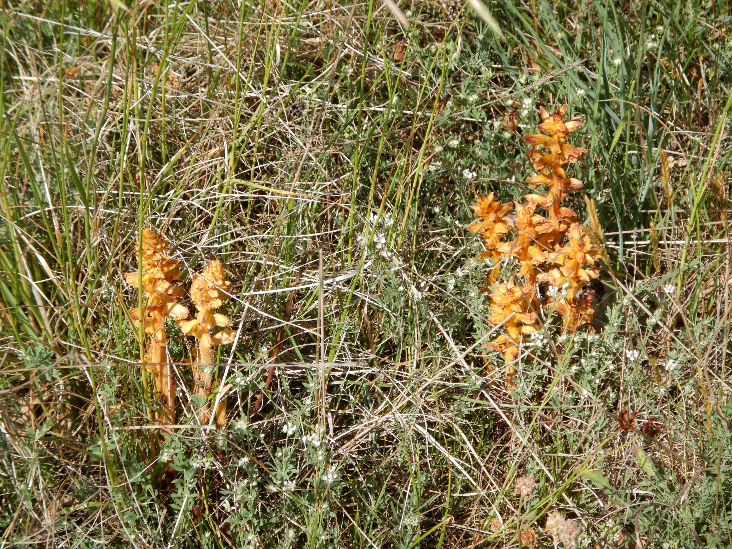 DSCN6391 Orobanche gracilis, spitzerberg, 2022-05-22.JPG