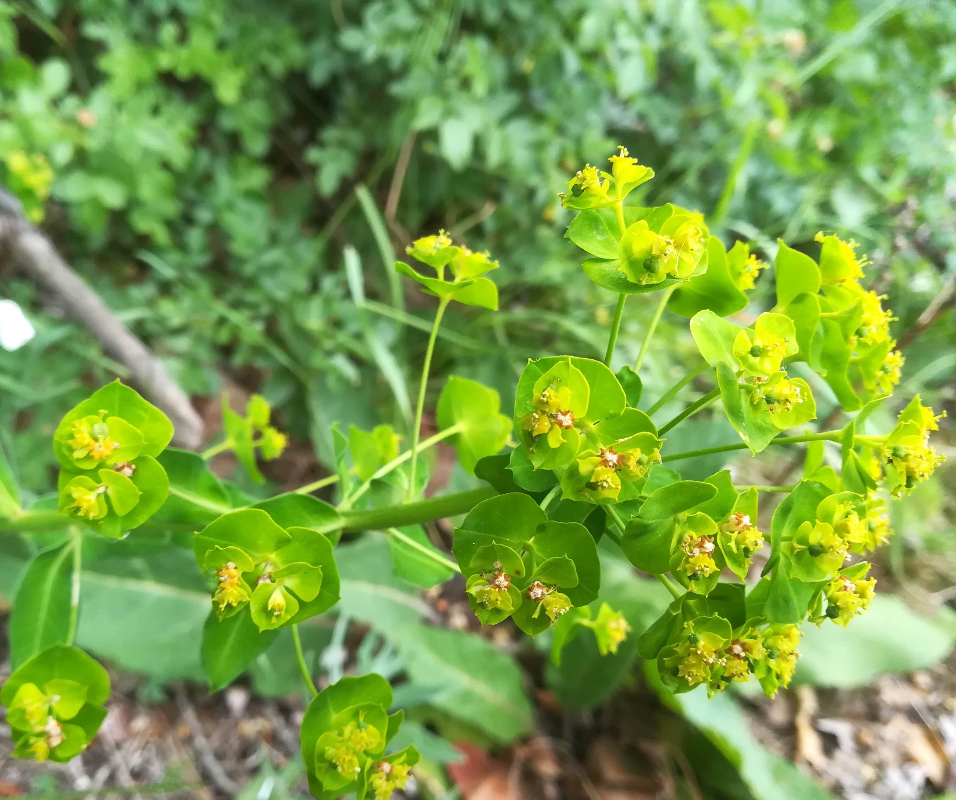 euphorbia salicifolia gewerbegebiet himberg_20220529_121812.jpg