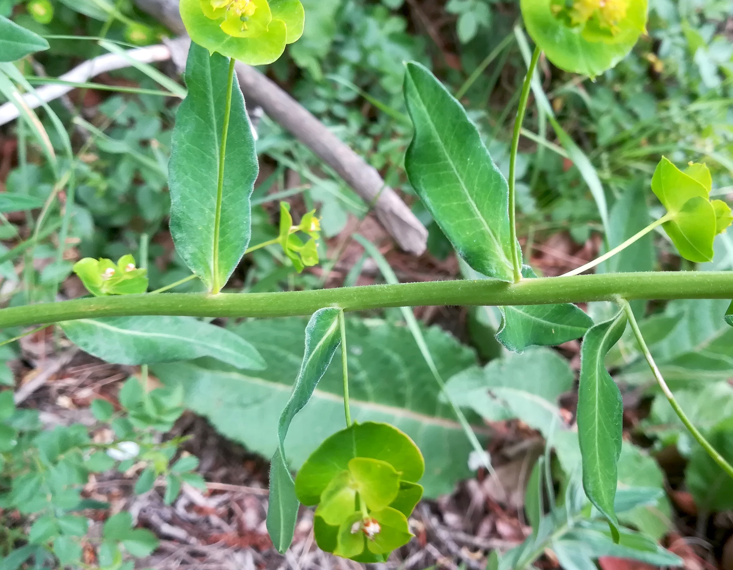 euphorbia salicifolia gewerbegebiet himberg_20220529_121817.jpg