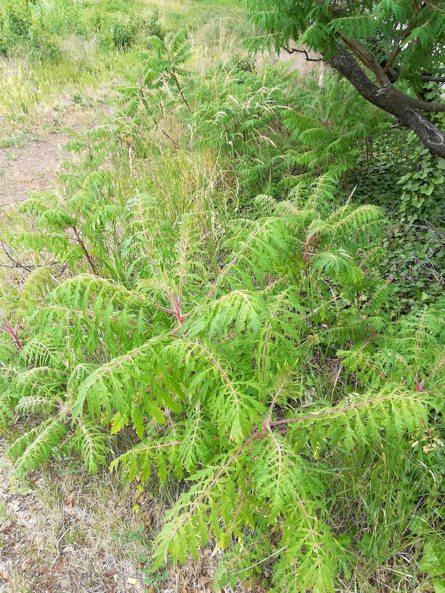 rhus typhina 'dissecta' gewerbegebiet himberg_20220529_102049.jpg