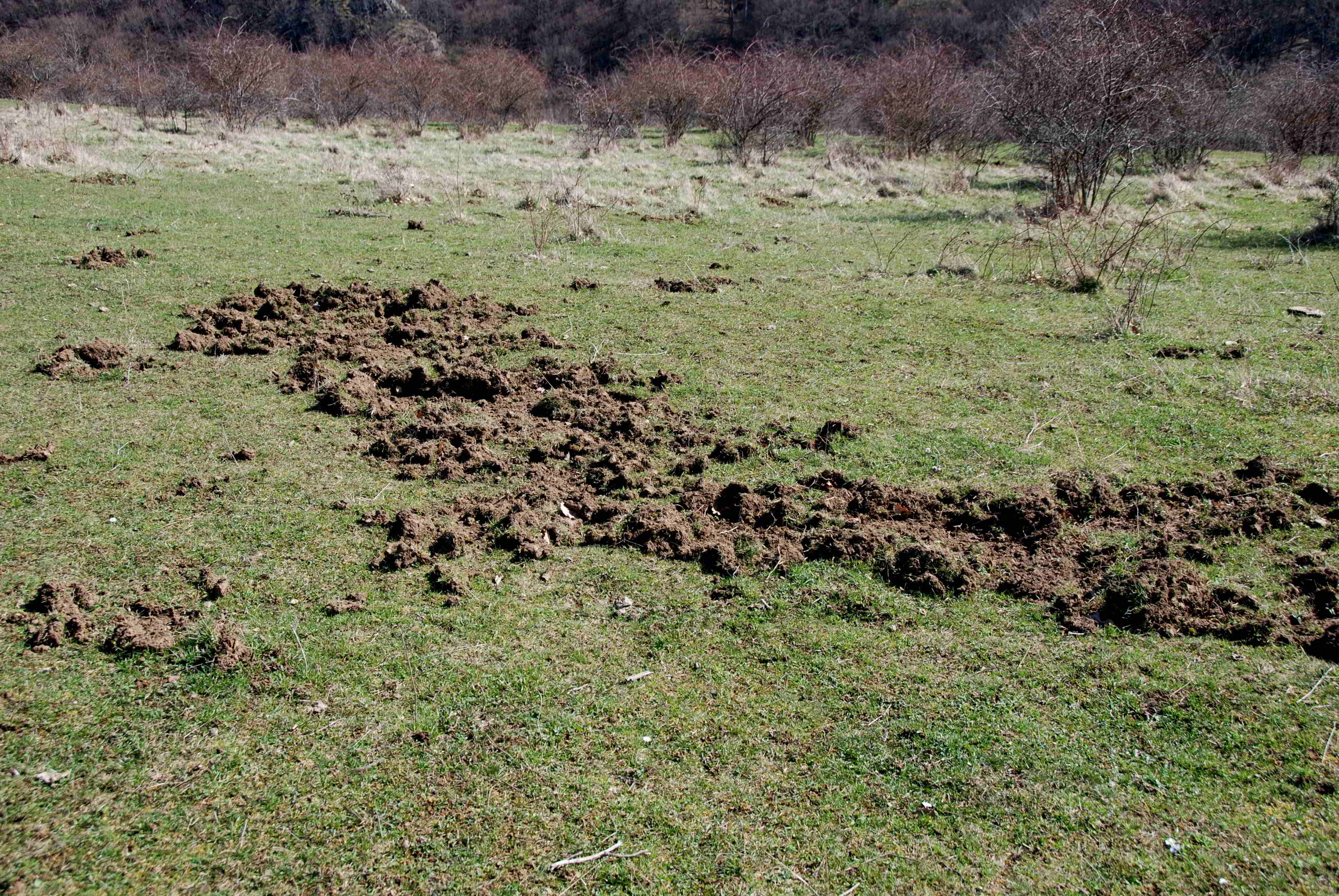 Kaltenleutgeben-Emmelwiese-02042018-(3).JPG
