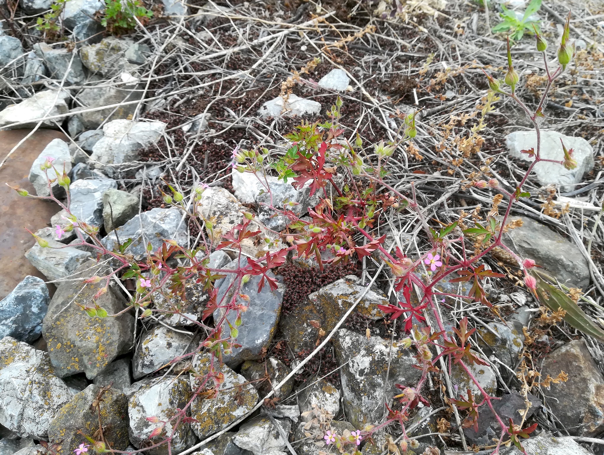 geranium purpureum bhf himberg_20220529_101153.jpg