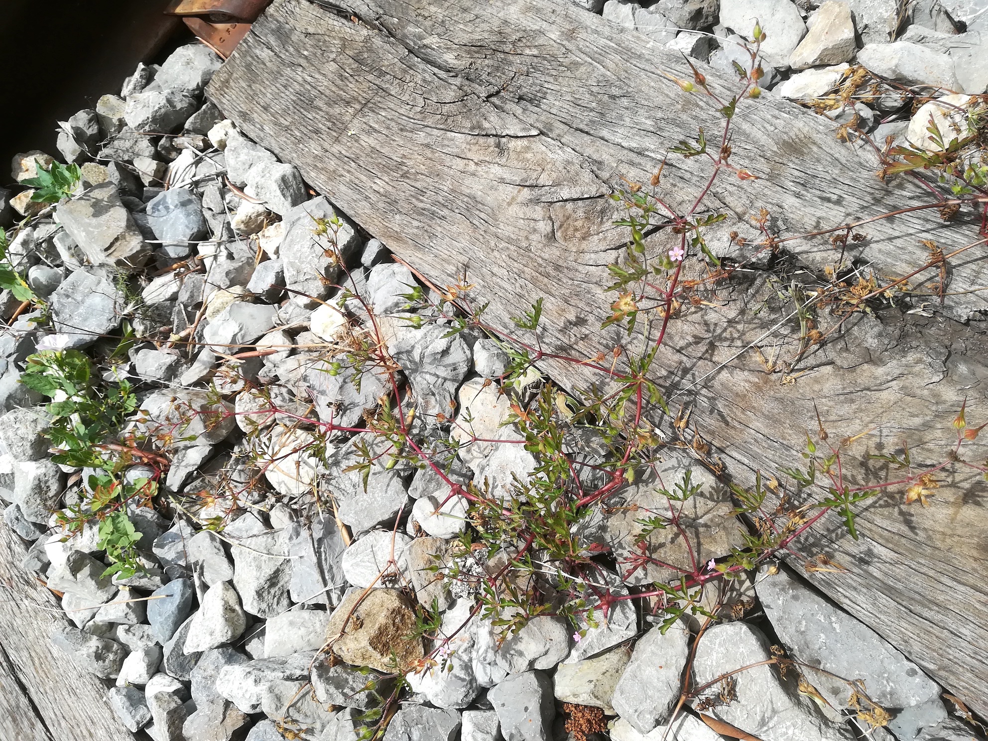 geranium purpureum le chaudan mediterran frankreich_20220526_132925.jpg