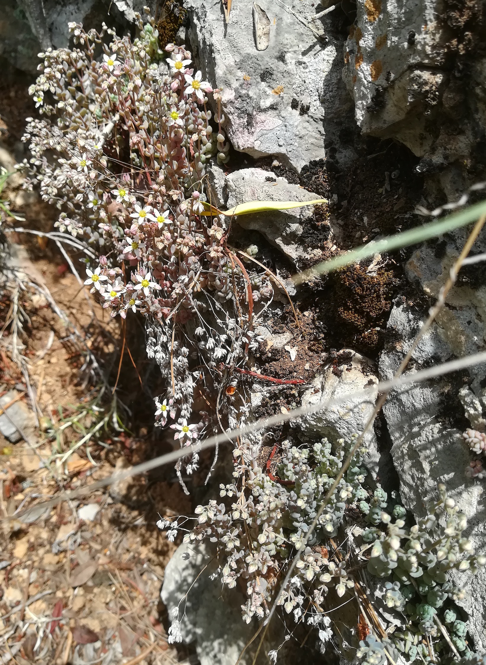 sedum dasyphyllum travers d'augier mediterran frankreich_20220526_124836.jpg